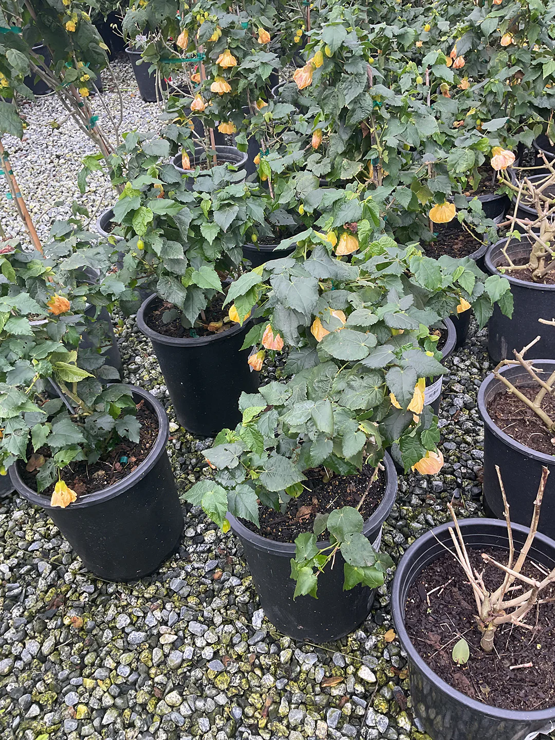 Abutilon Golden Ballerina Staked - Abutilon x hybridum 'Golden Ballerina'