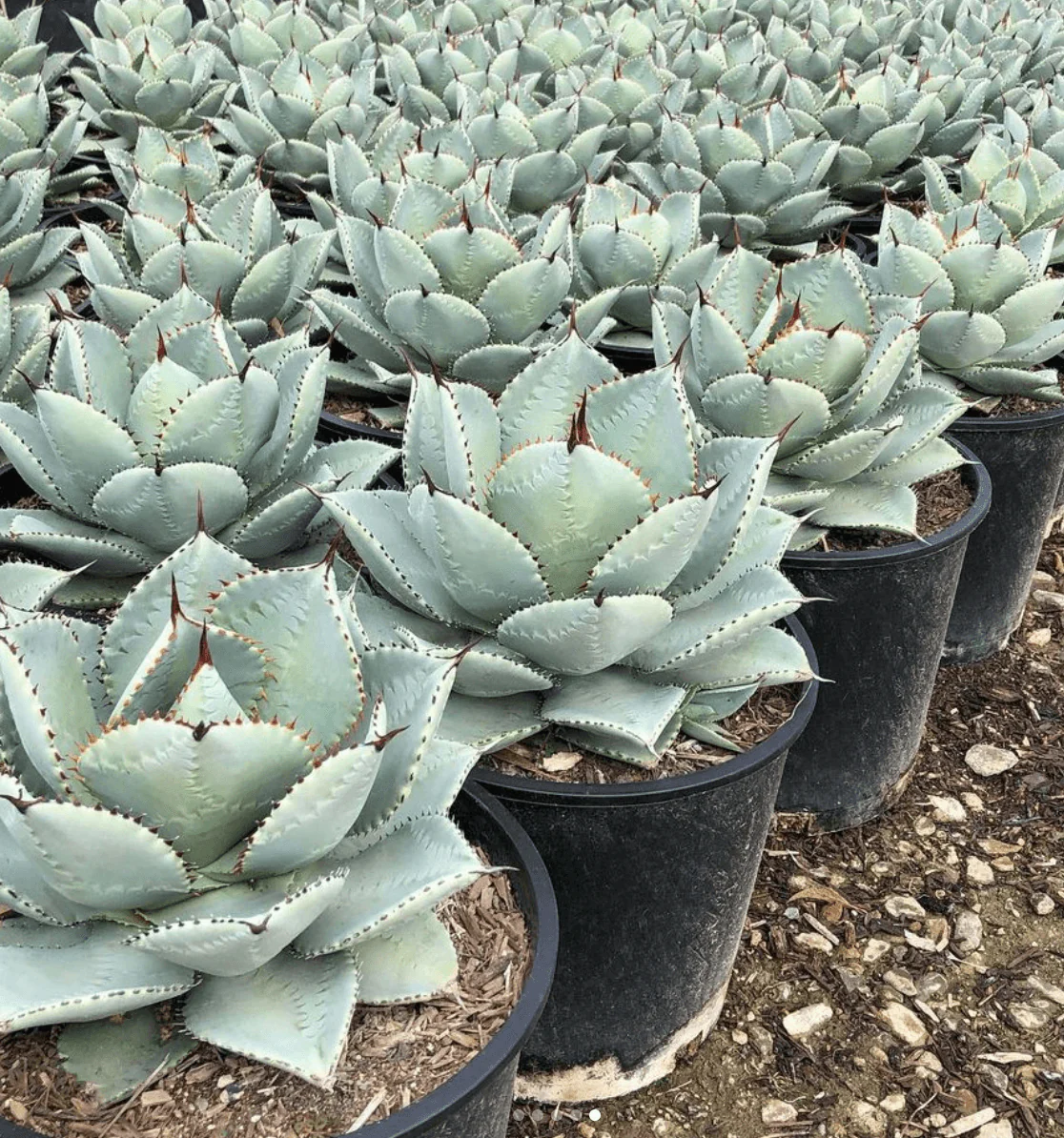 Agave Blue Wave