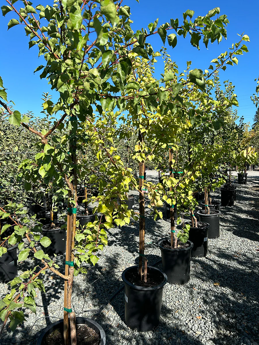 Apricot Tree 'Moorpark'