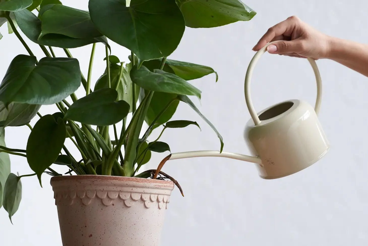 Arber Plant Food - Image 3