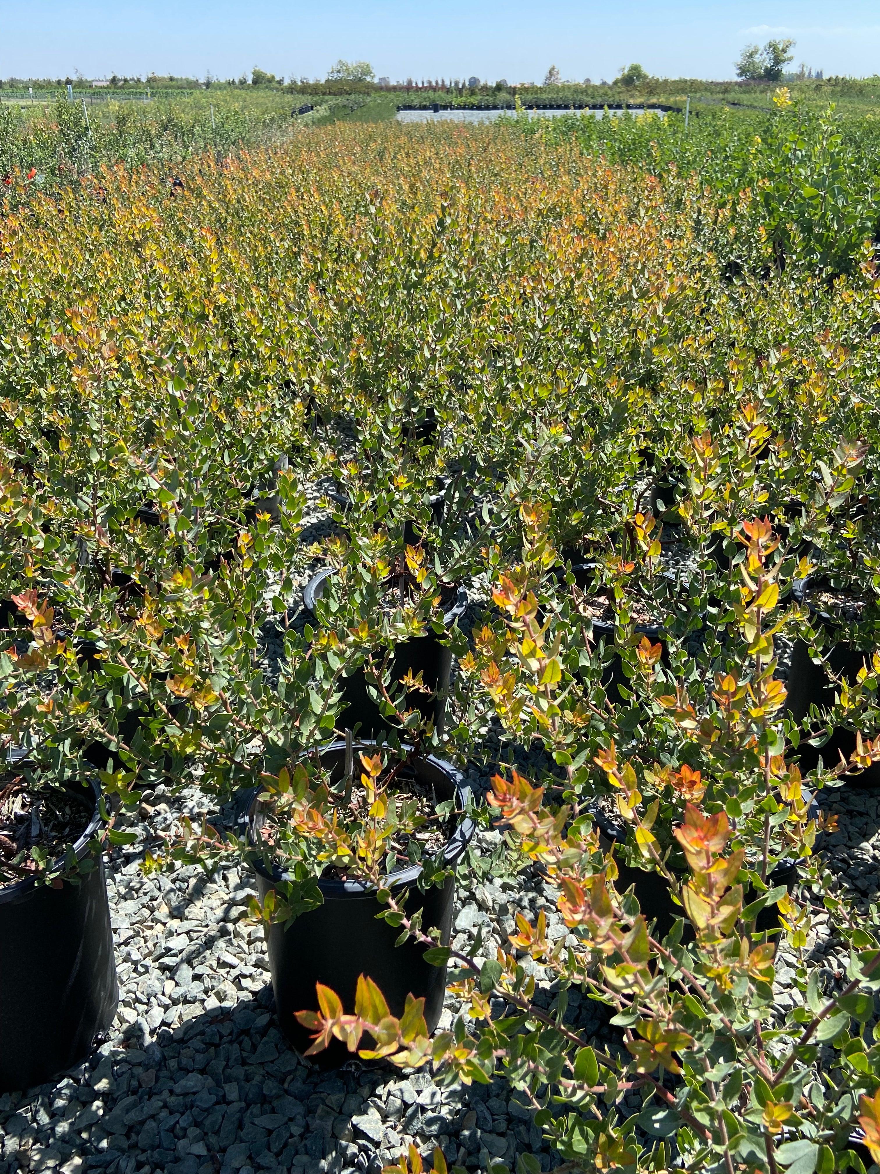 Lester Rowntree Manzanita - Arctostaphylos Lester Rountree - Image 3