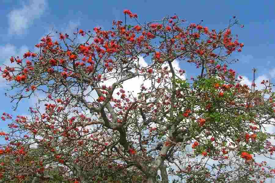 Australian Coral Tree - Erythrina sykesii - Image 3
