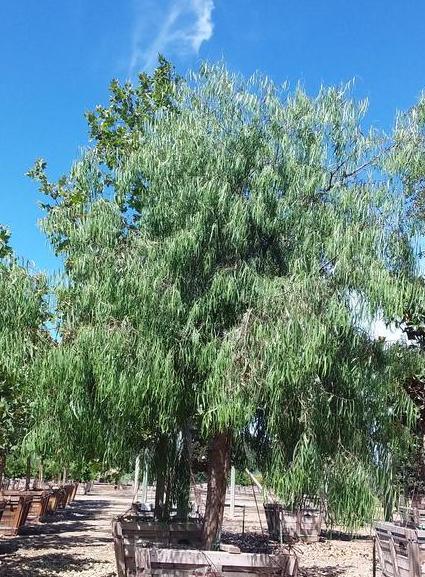 Australian Willow - Geijera parviflora - Image 3