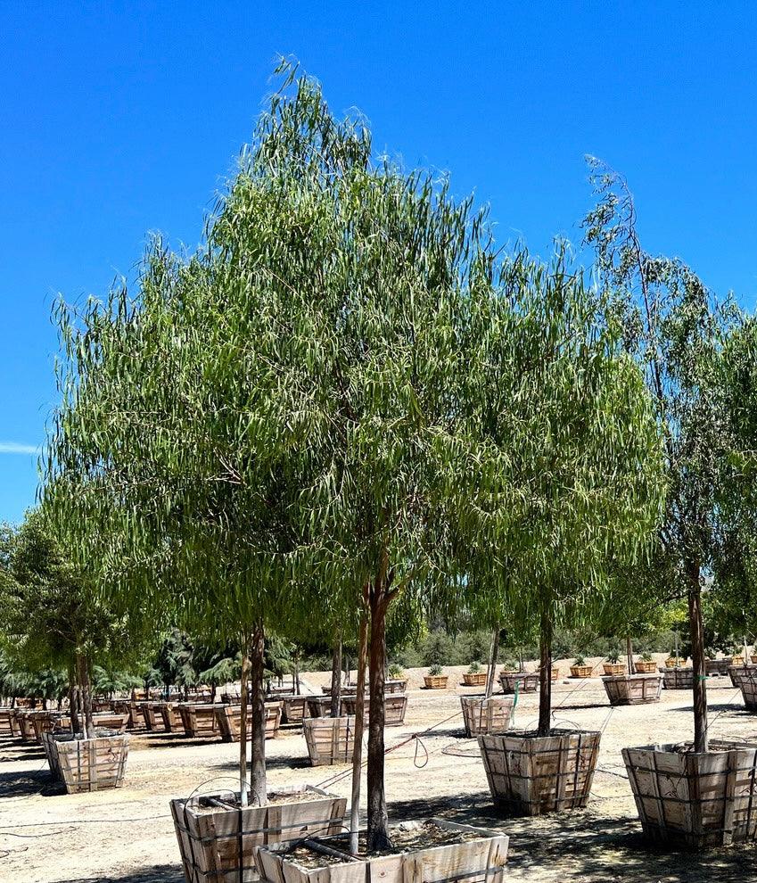 Australian Willow - Geijera parviflora - Image 4