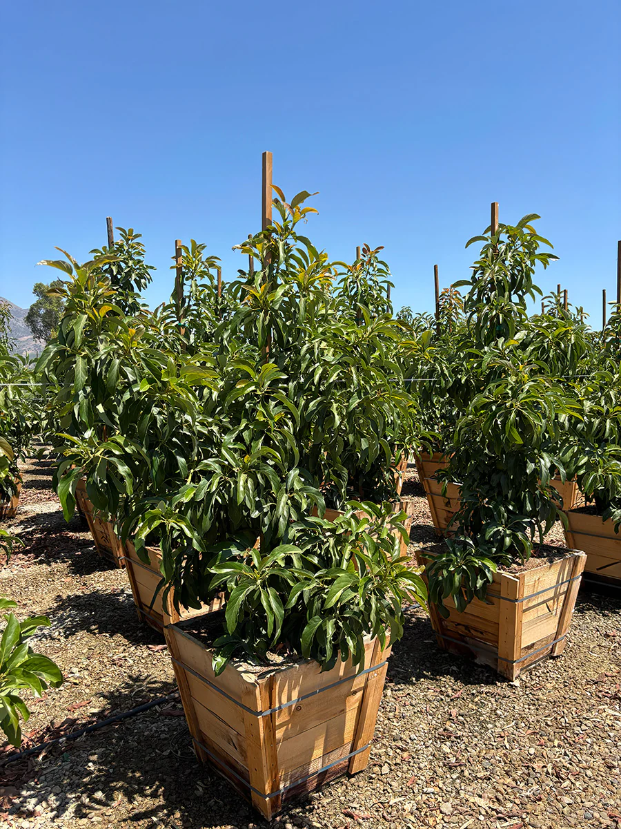 Avocado Tree Little Cado (Type A)