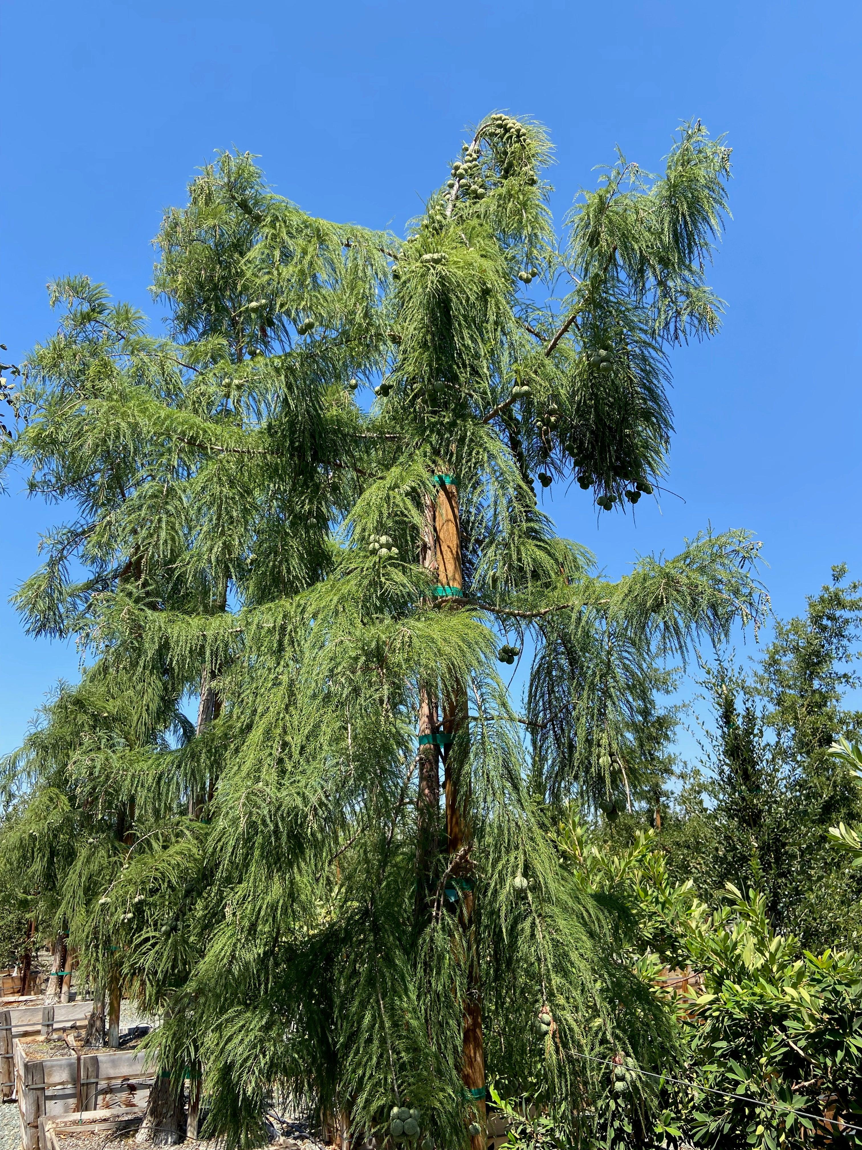 Bald Cypress (Taxodium Shawnee Brave)