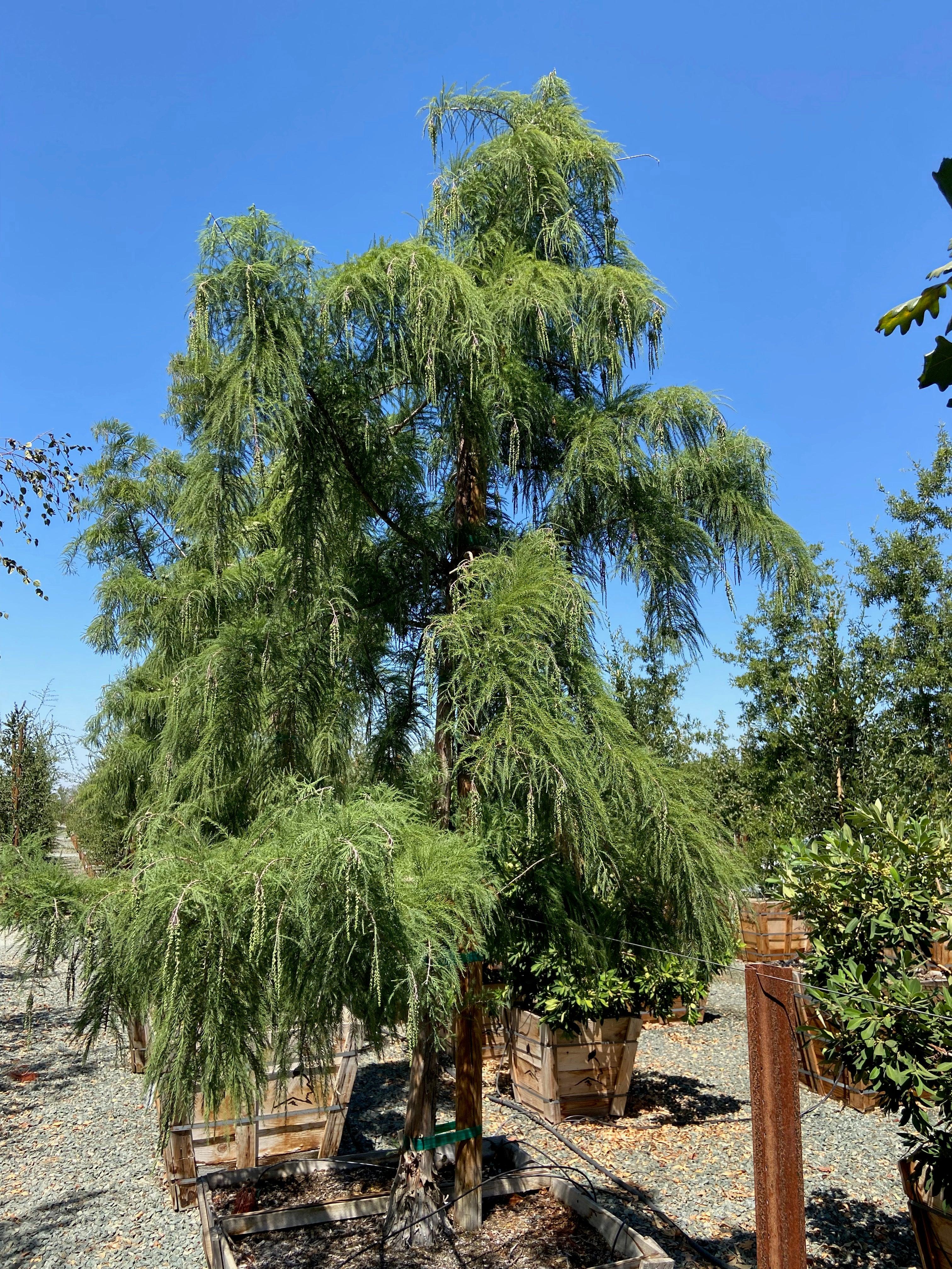 Bald Cypress (Taxodium Shawnee Brave) - Image 2