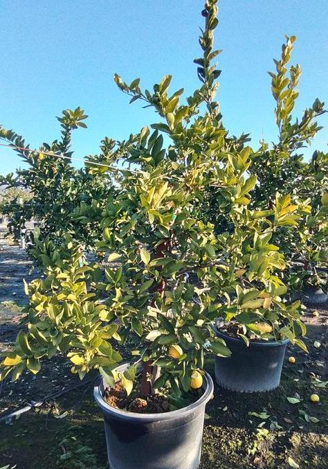 Bearss Lime - Image 3