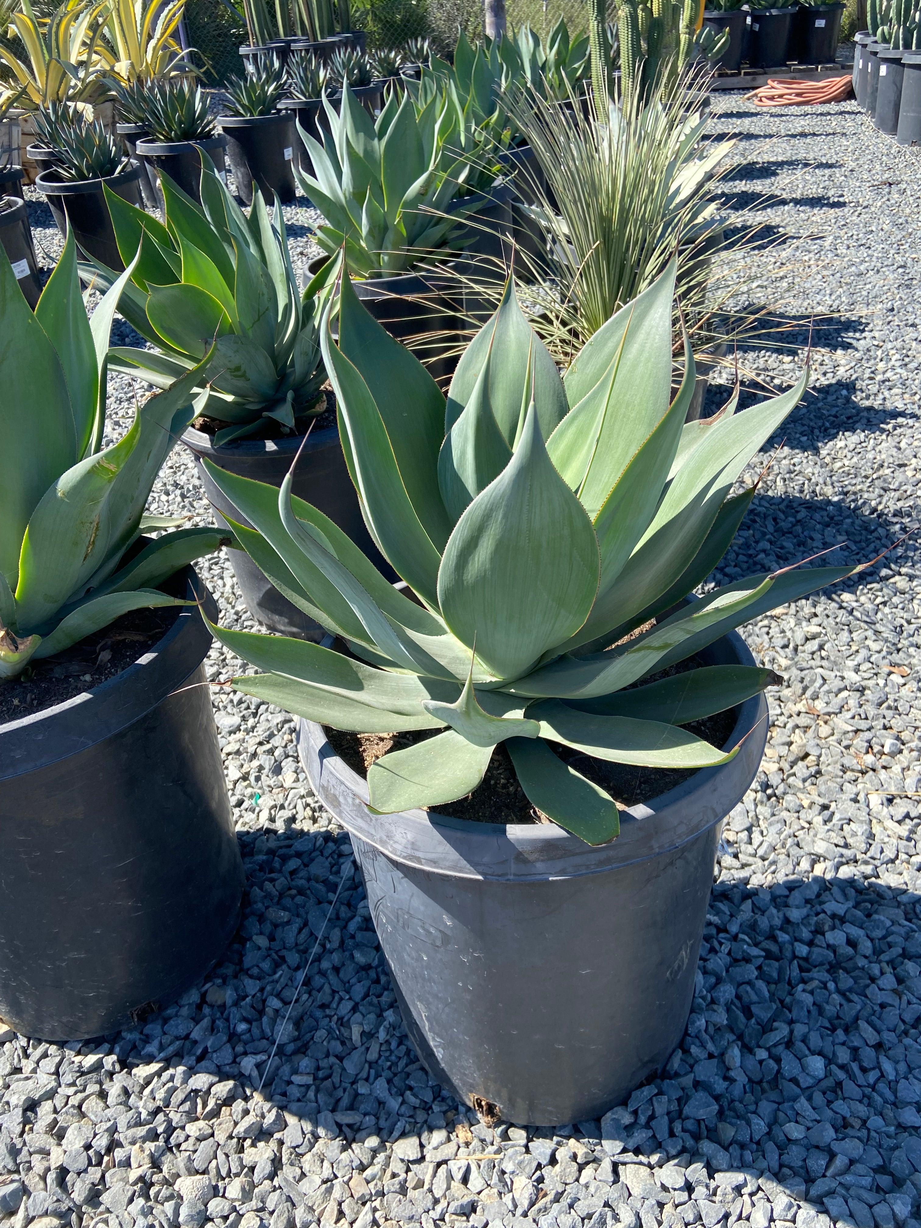 Blue Flame Agave - Image 3
