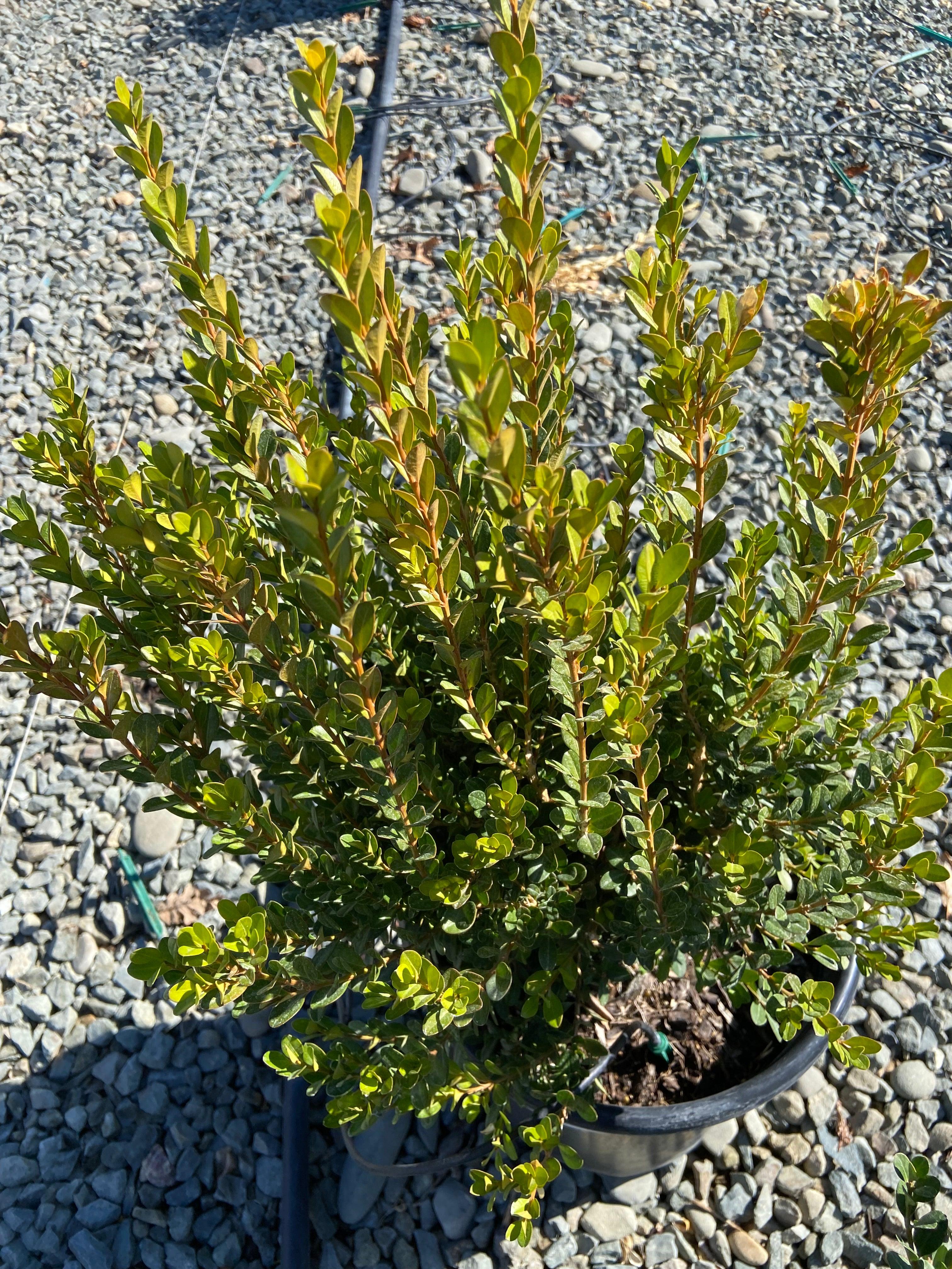 Boxwood - Buxus - Image 3