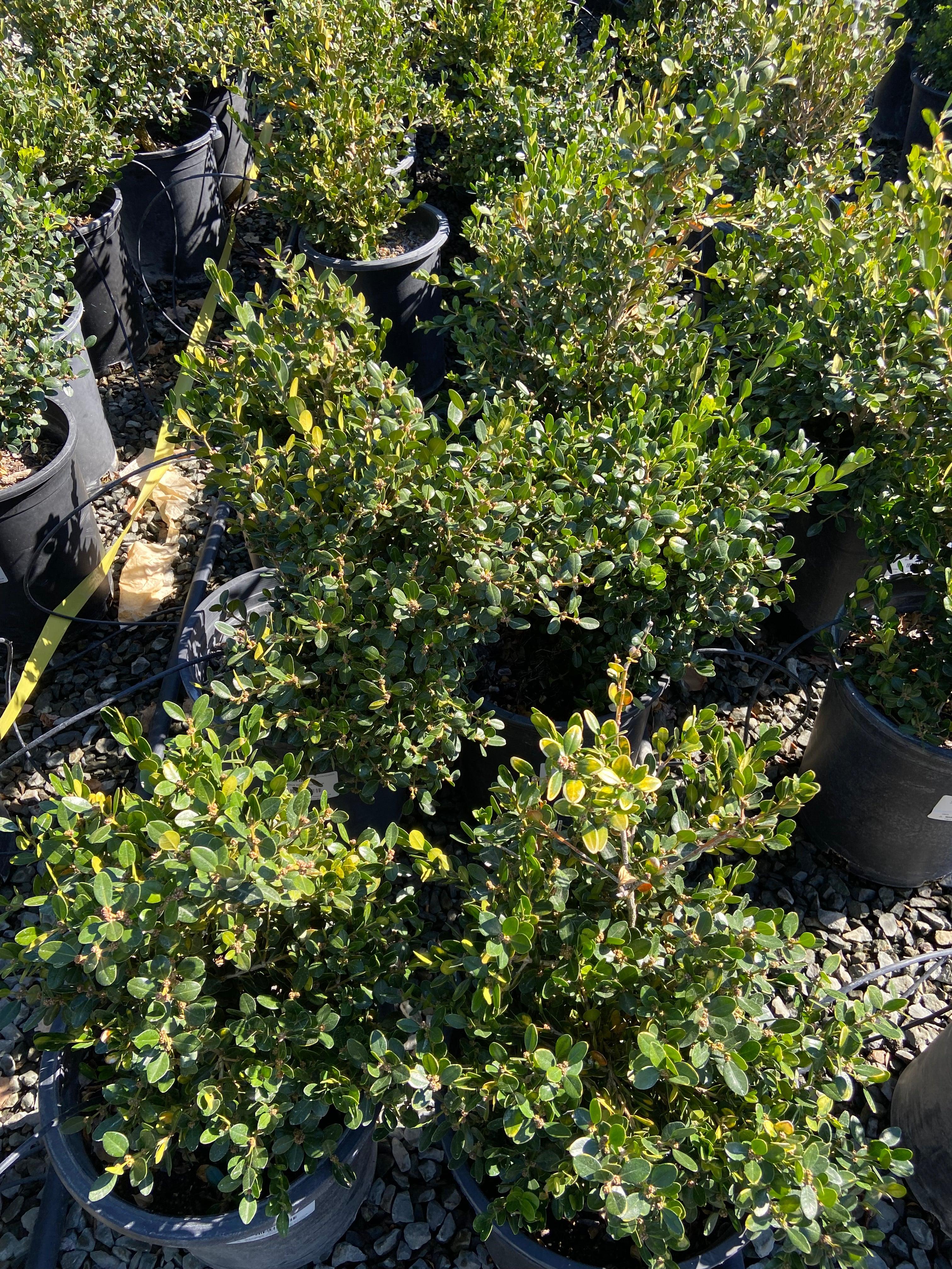 Boxwood - Buxus - Image 4