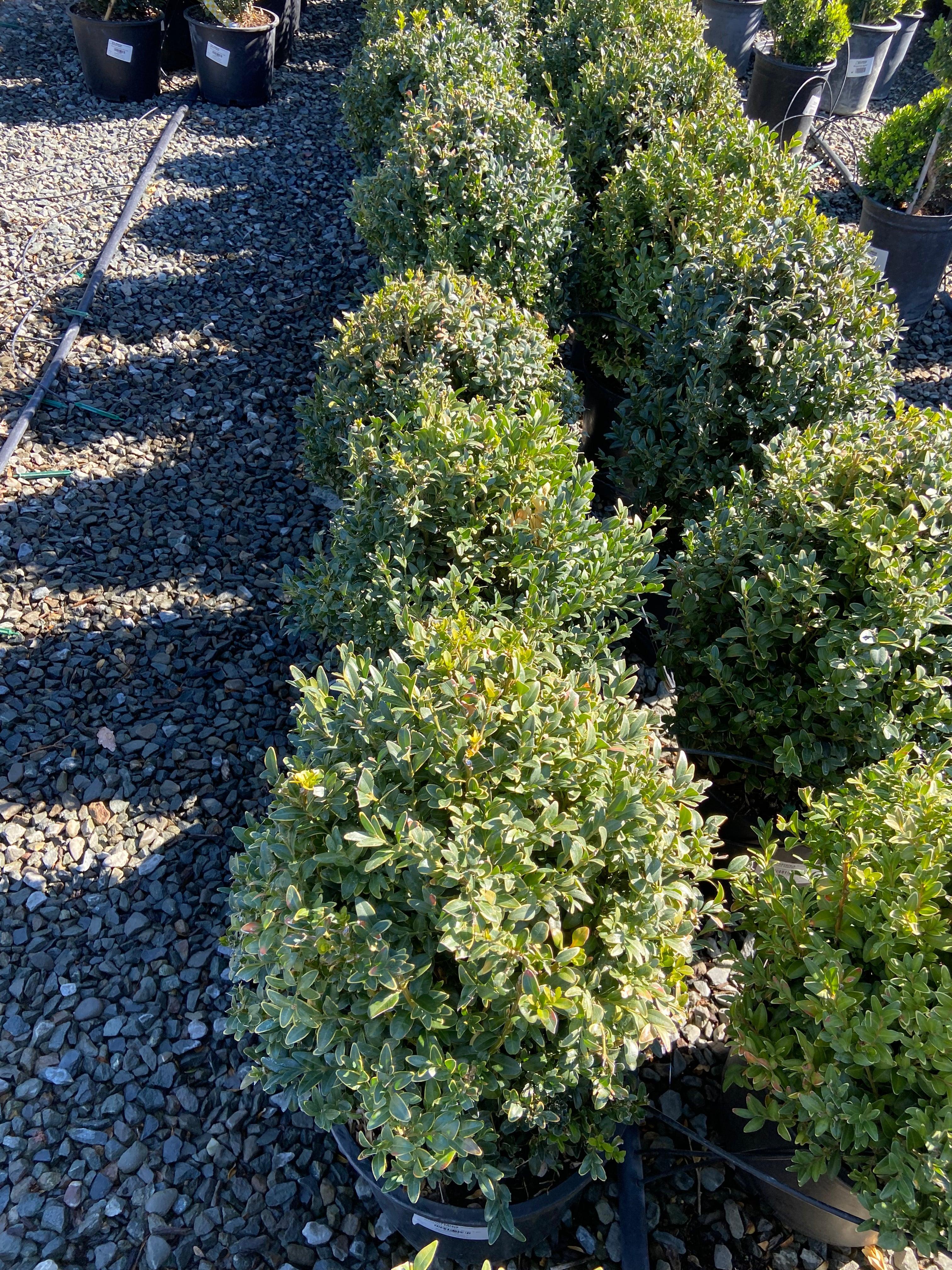 Boxwood - Buxus - Image 5