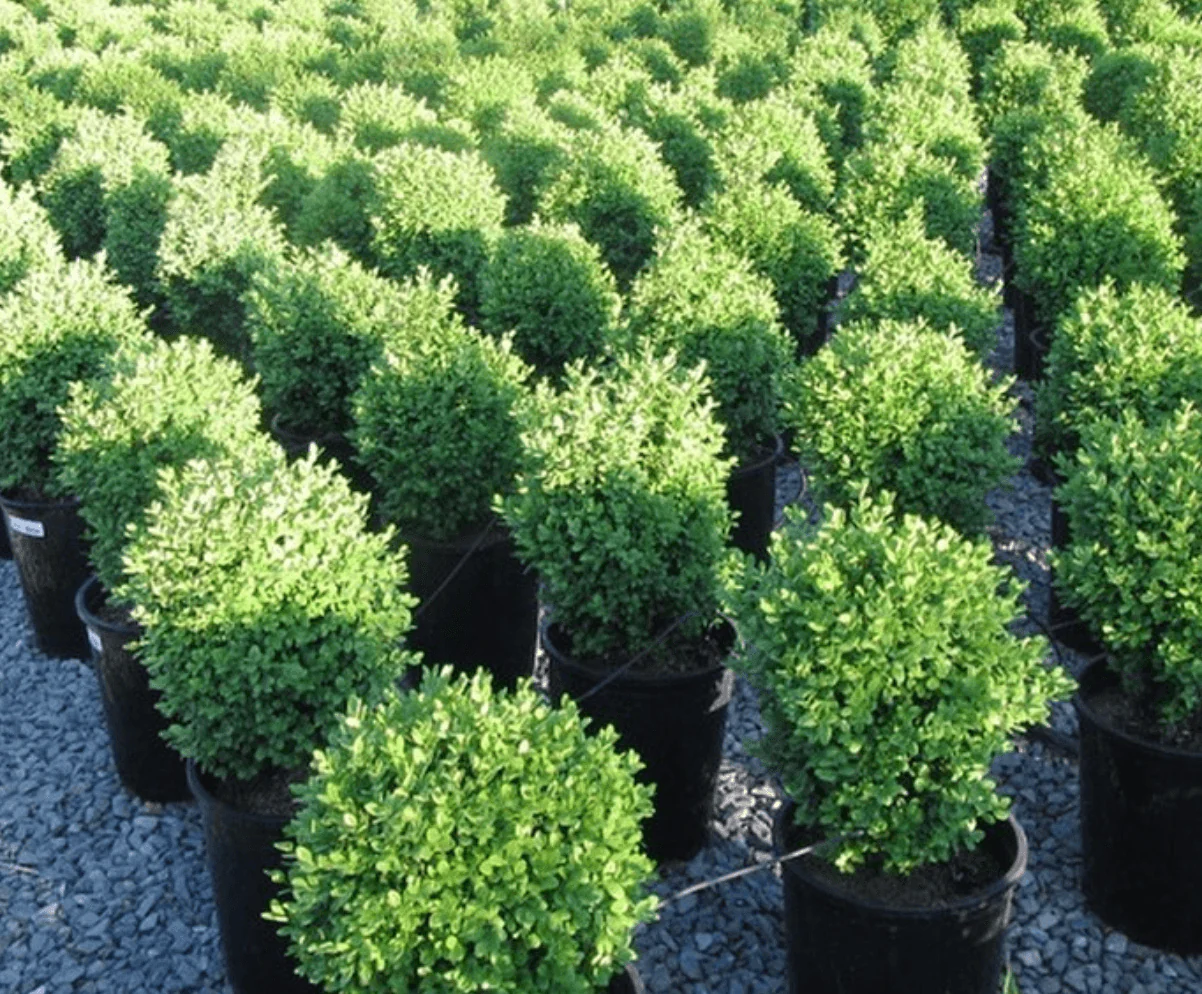 Boxwood - Buxus - Image 6