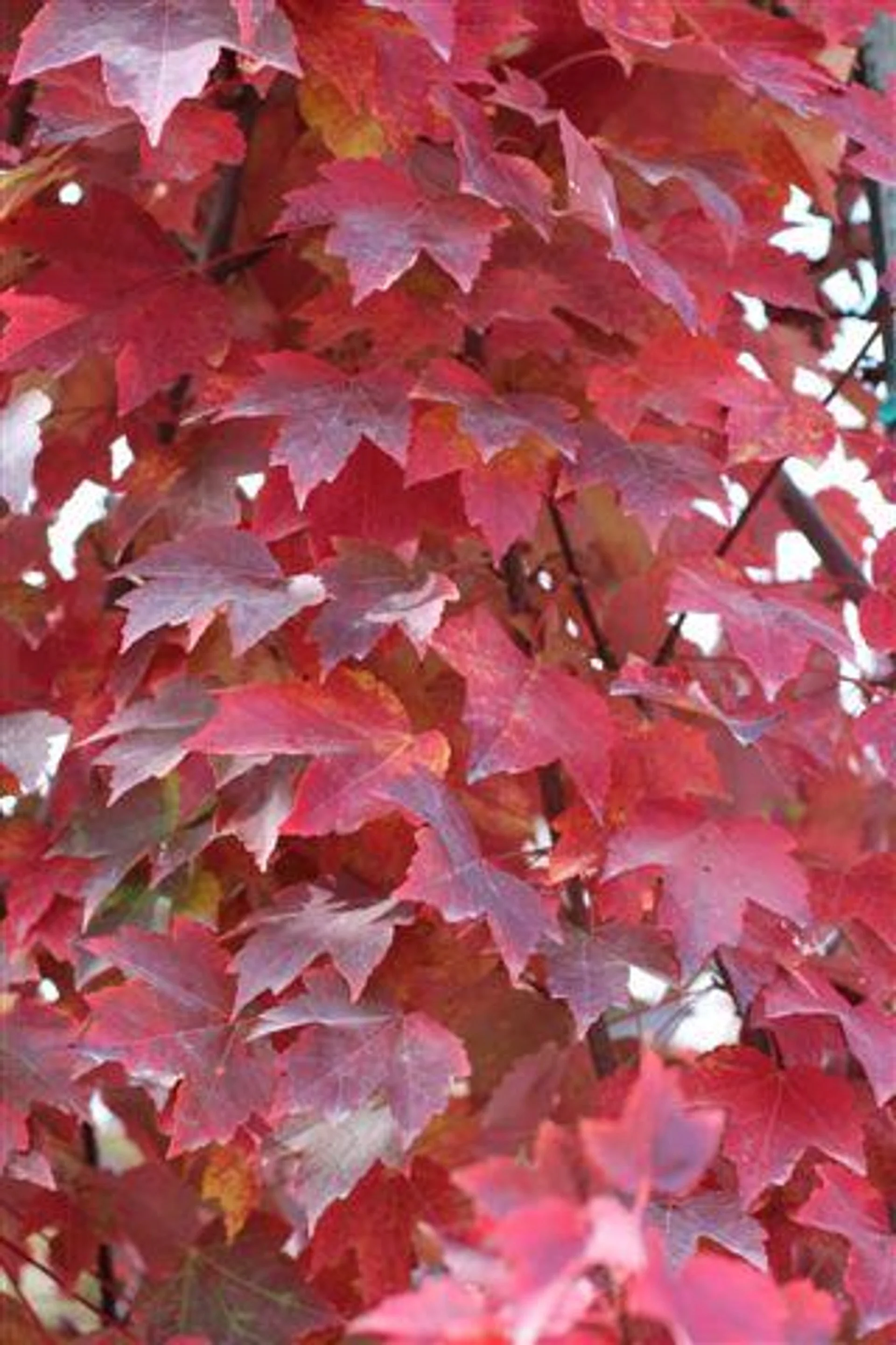 Brandywine Maple - Acer rubrum 'Brandywine' - Image 2