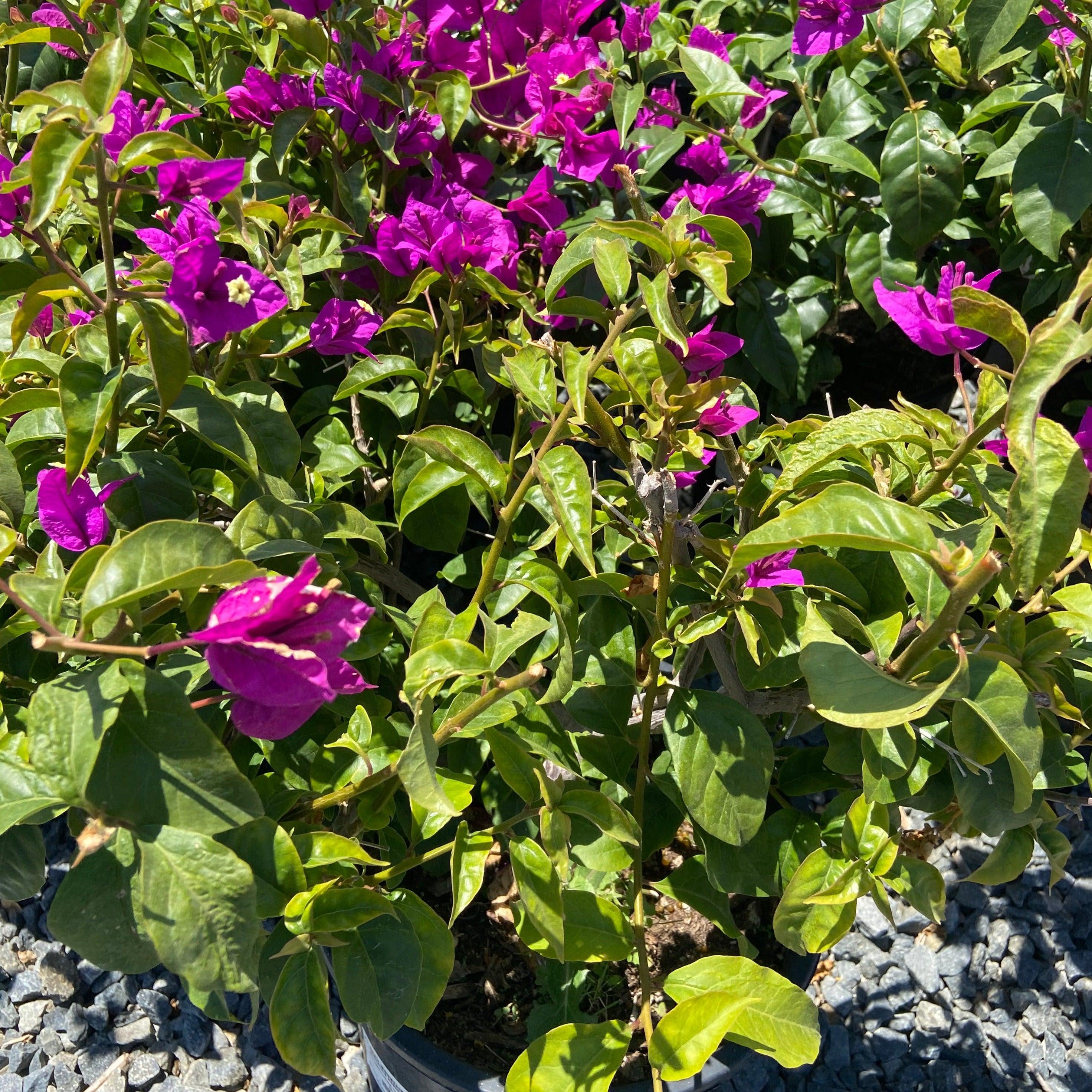 Purple Brasiliensis Bougainvillea - Bougainvillea Brasiliensis Bush