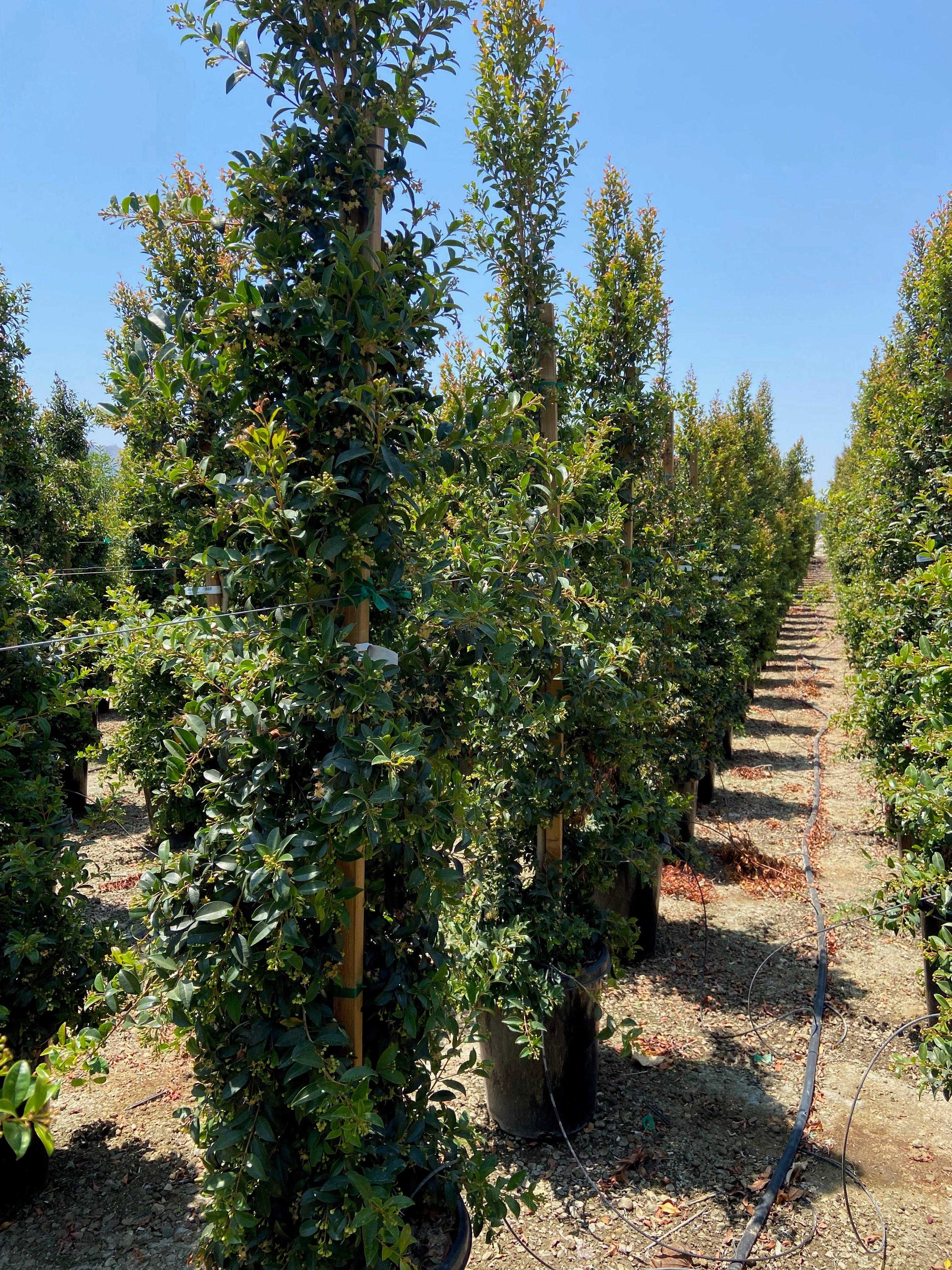 Brush Cherry - Eugenia myrtifolia - Image 3