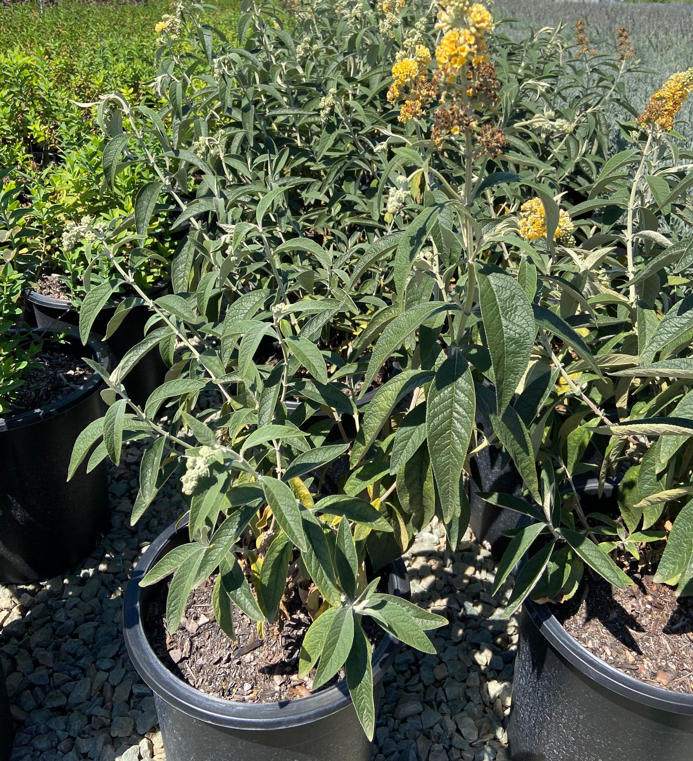 Butterfly Bush - Buddleja Honeycomb