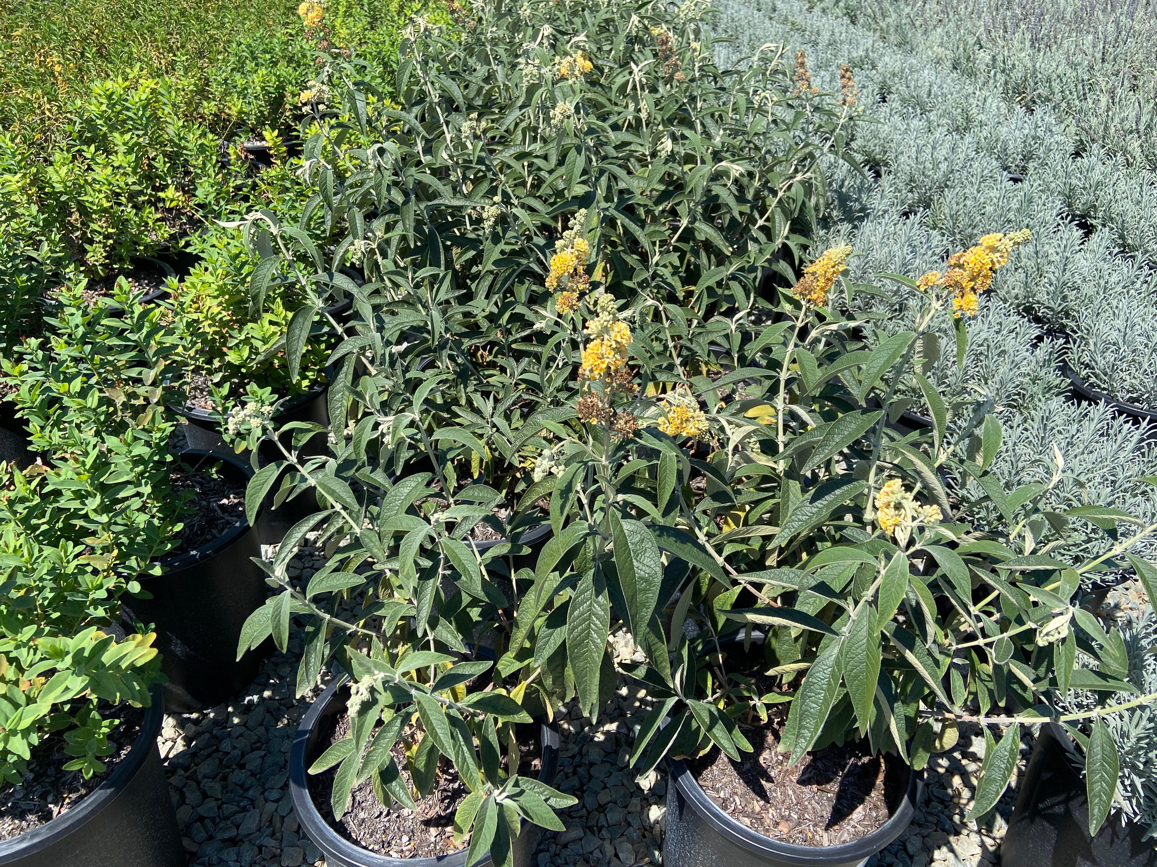 Butterfly Bush - Buddleja Honeycomb - Image 2