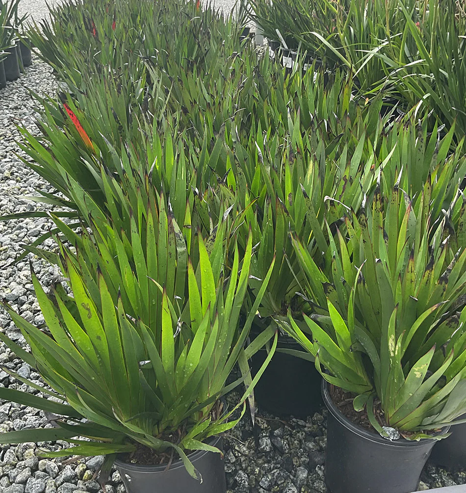 Bush Princess Kagaroo Paw - Anigozanthos 'Bush Princess' (Pink)