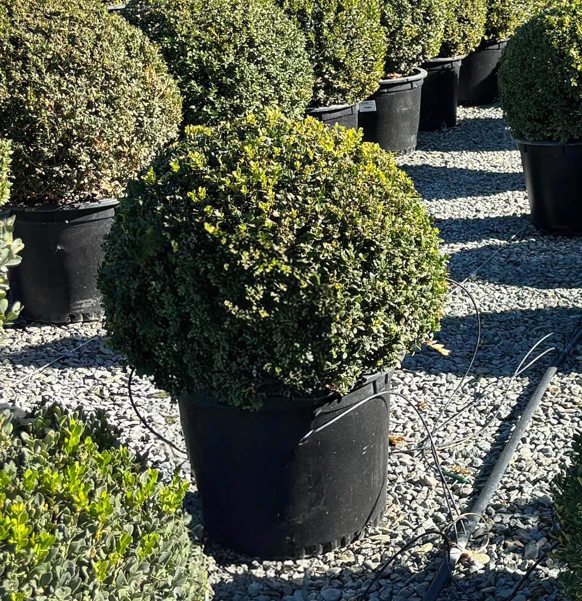 Green Mountain Boxwood Globe - Buxus 'Green Mountain'
