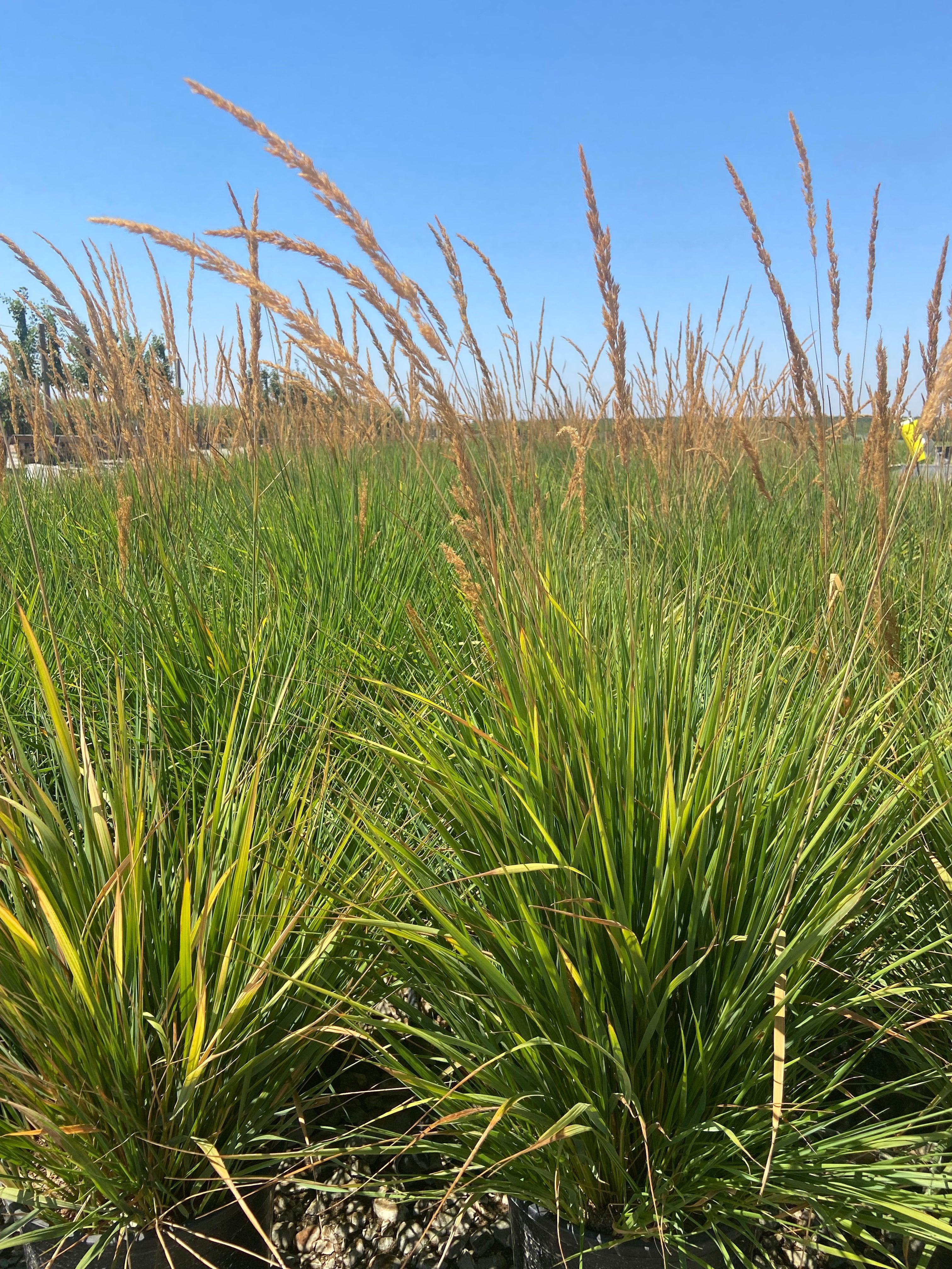 Feather Reed Grass - Calamagrostis Karl Foerster