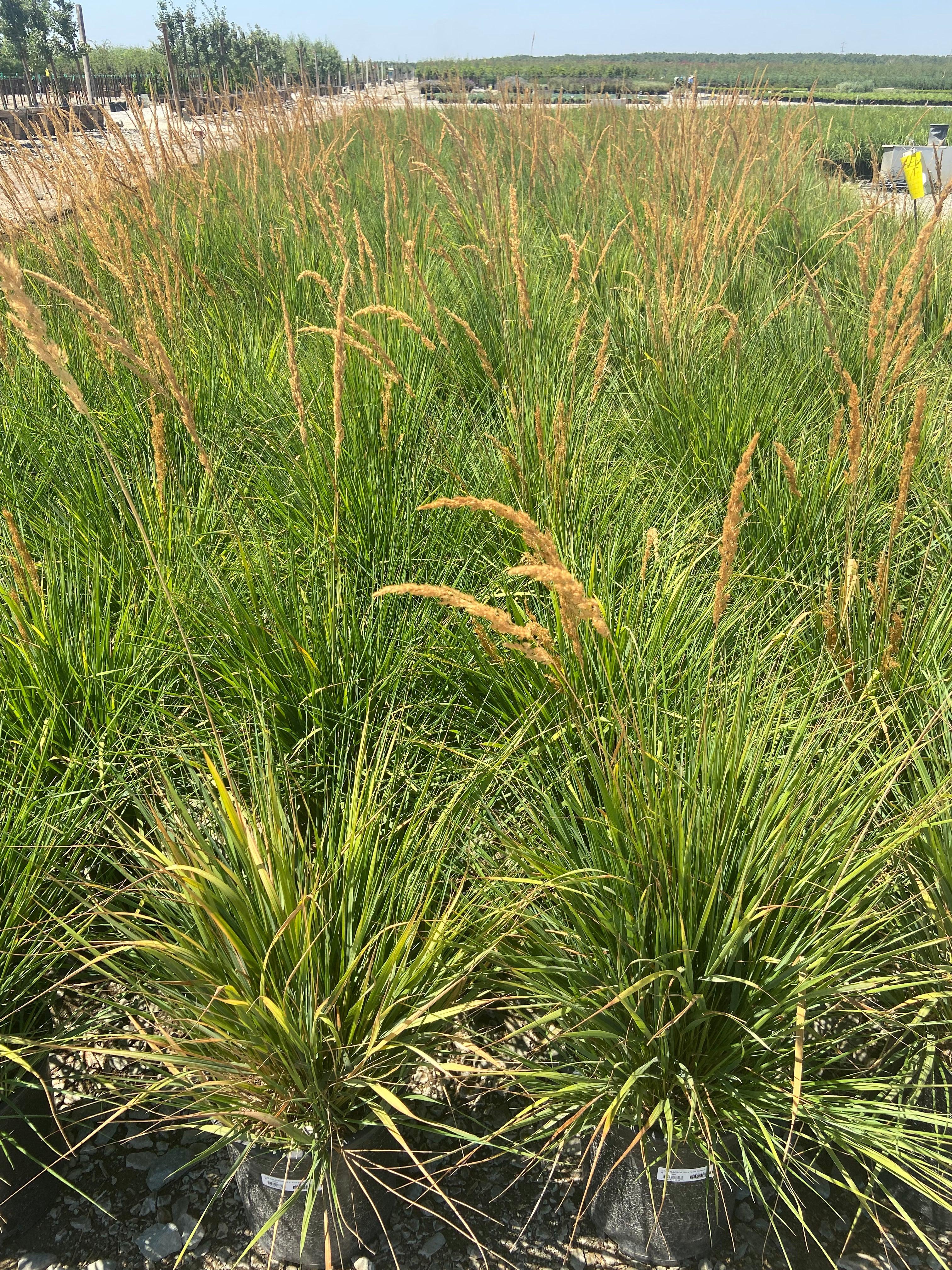 Feather Reed Grass - Calamagrostis Karl Foerster - Image 2