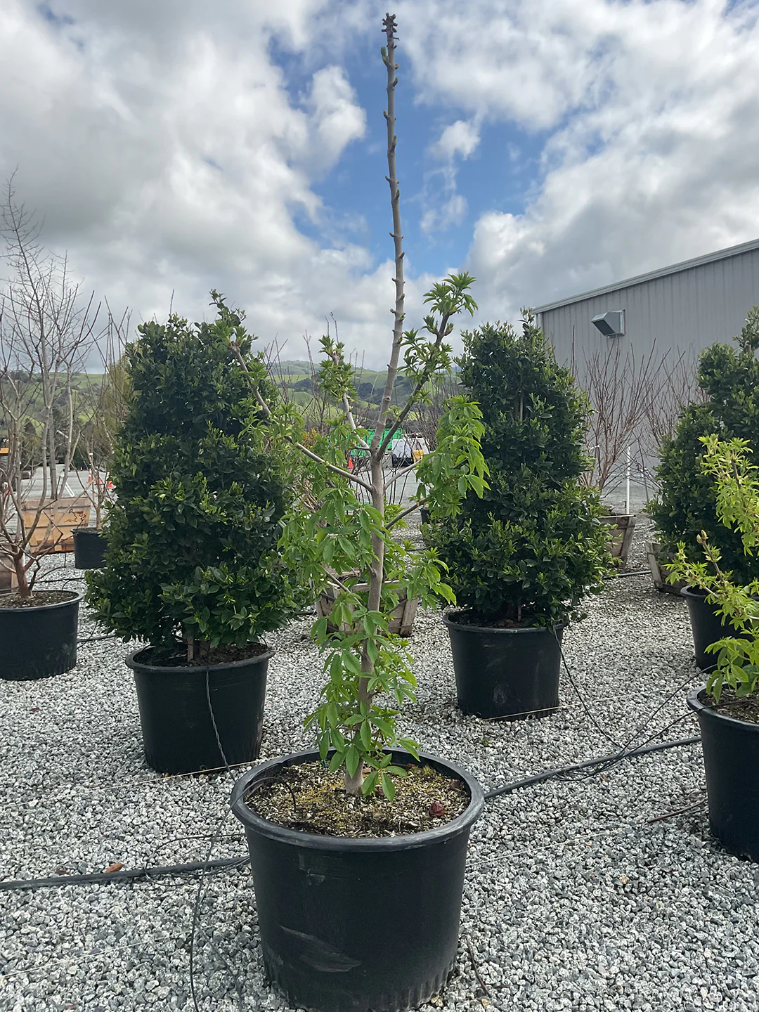 California Buckeye (Aesculus californica) - Image 3