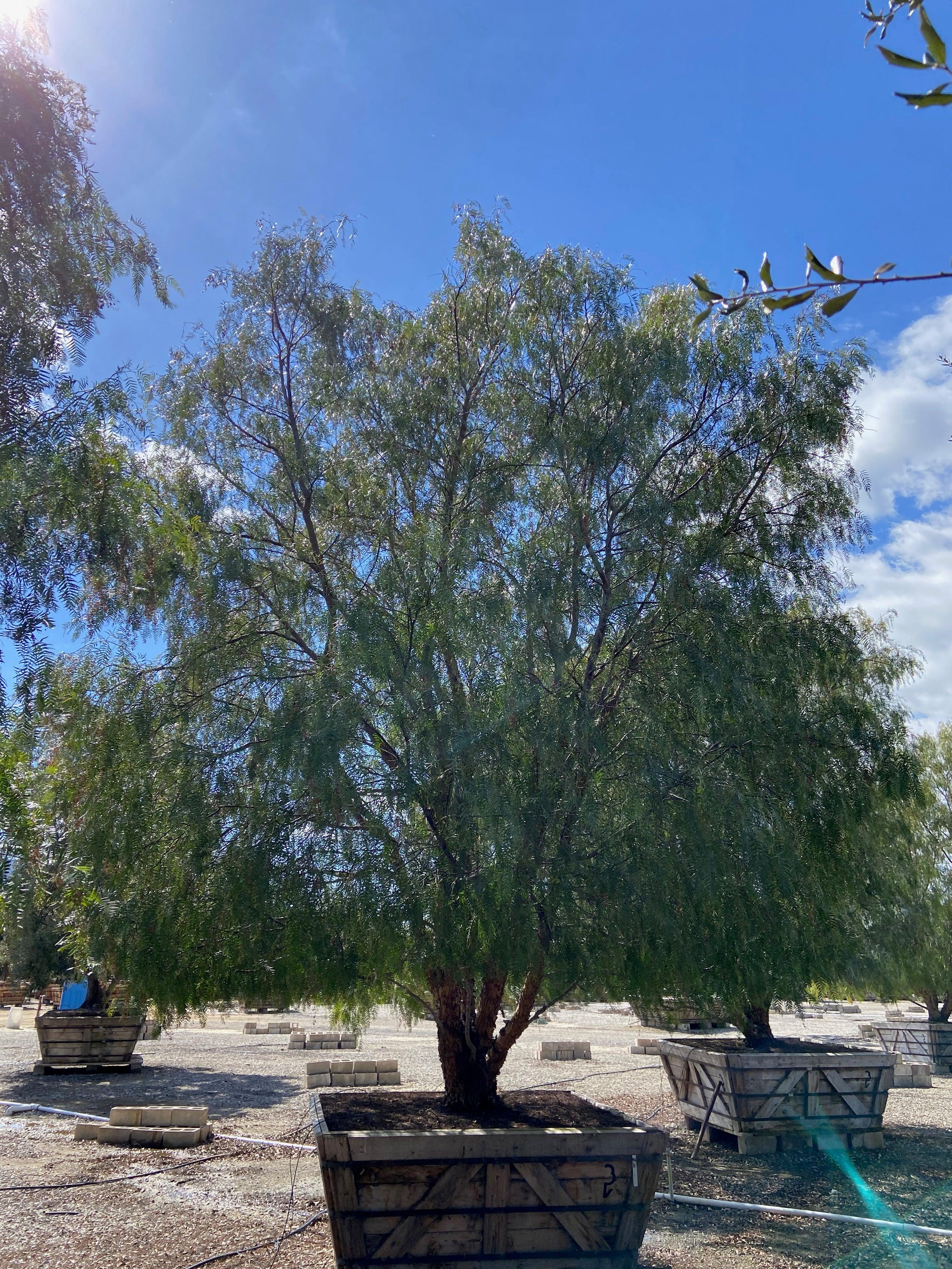 California Pepper Tree (Schinus Molle) - Image 5