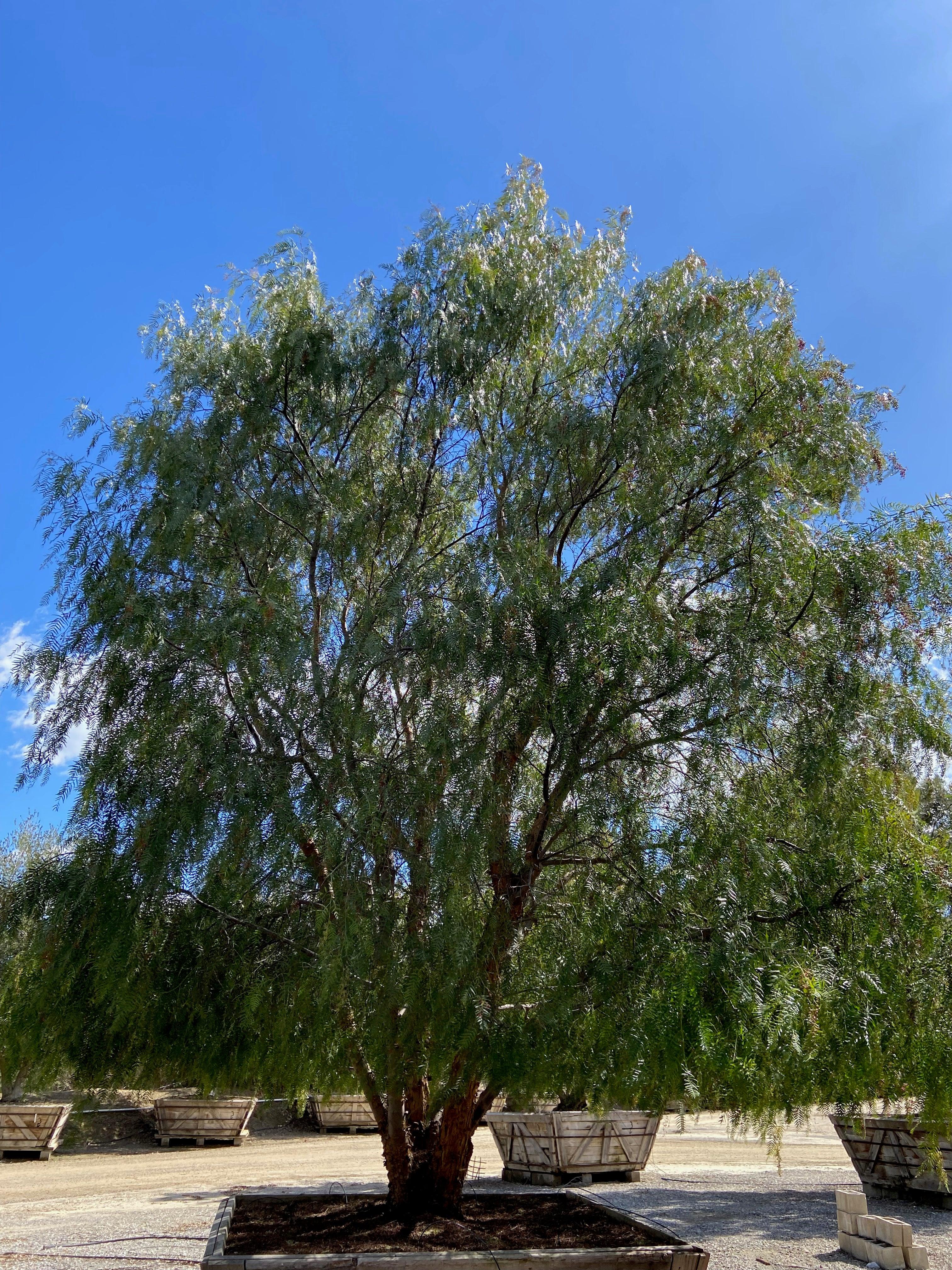 California Pepper Tree (Schinus Molle) - Image 6