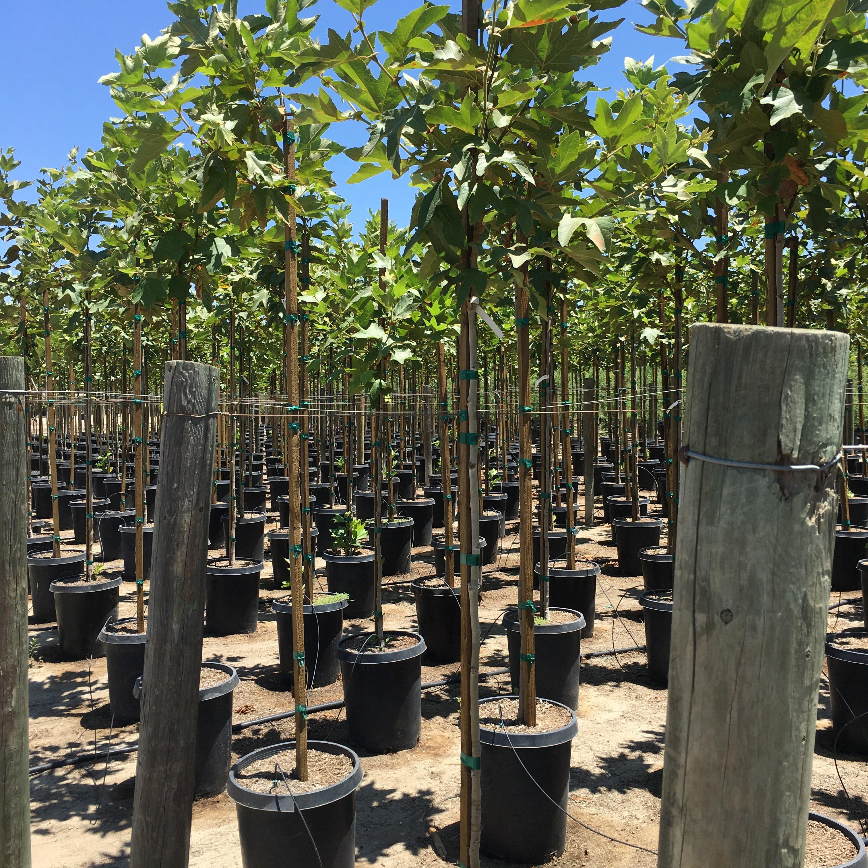 California Sycamore (Platanus Racemosa) - Image 3