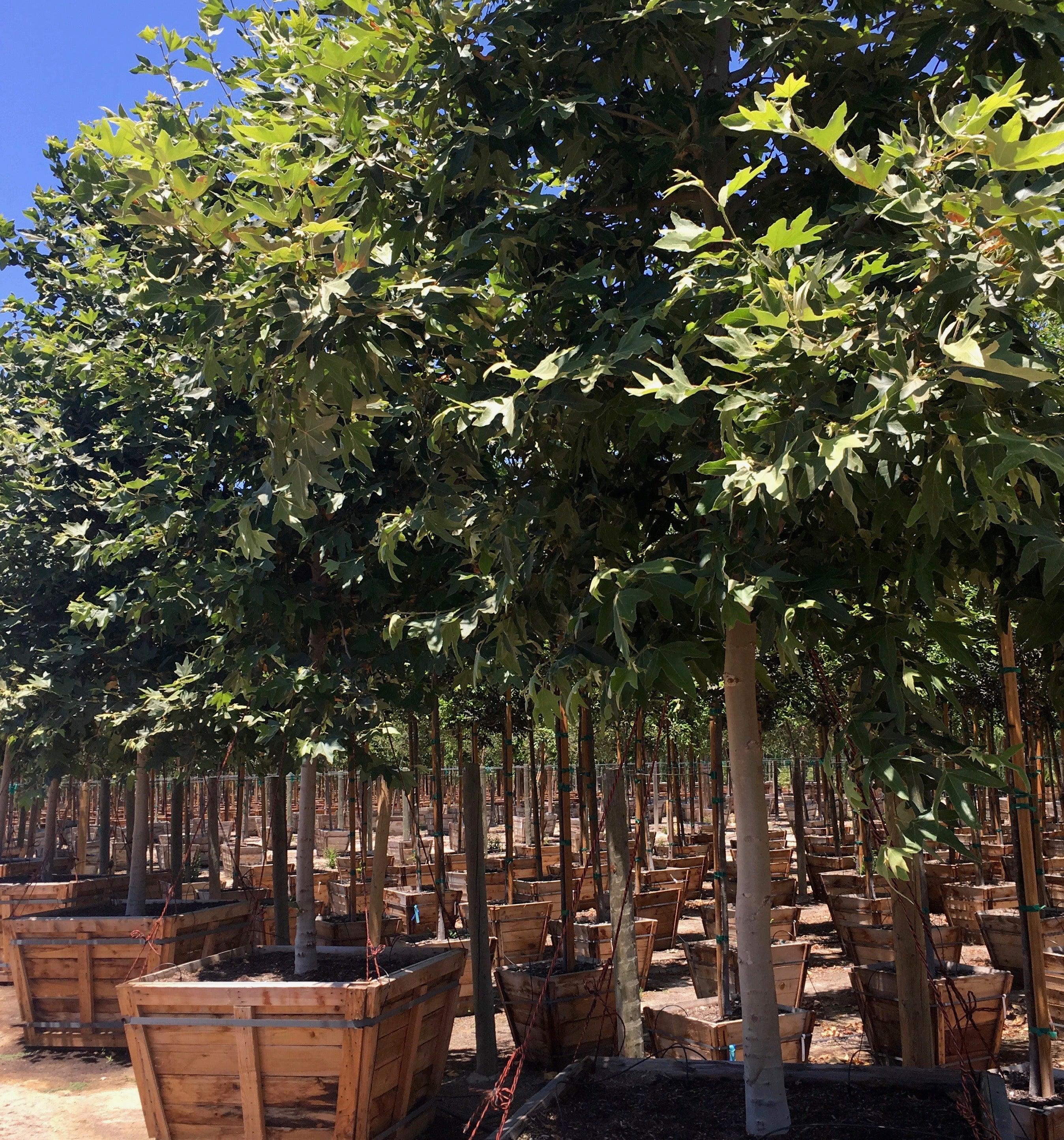California Sycamore (Platanus Racemosa) - Image 4