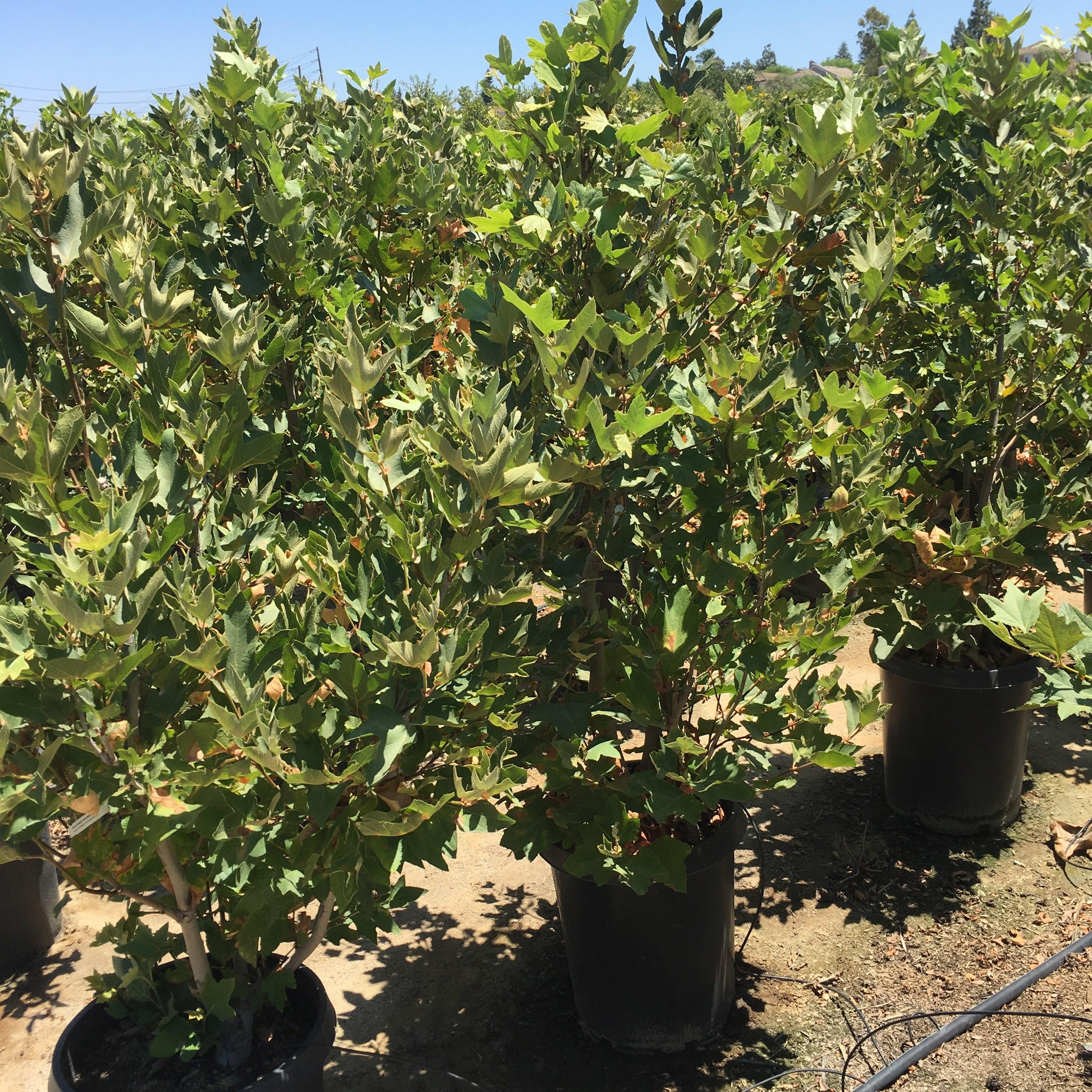 California Sycamore (Platanus Racemosa) - Image 5