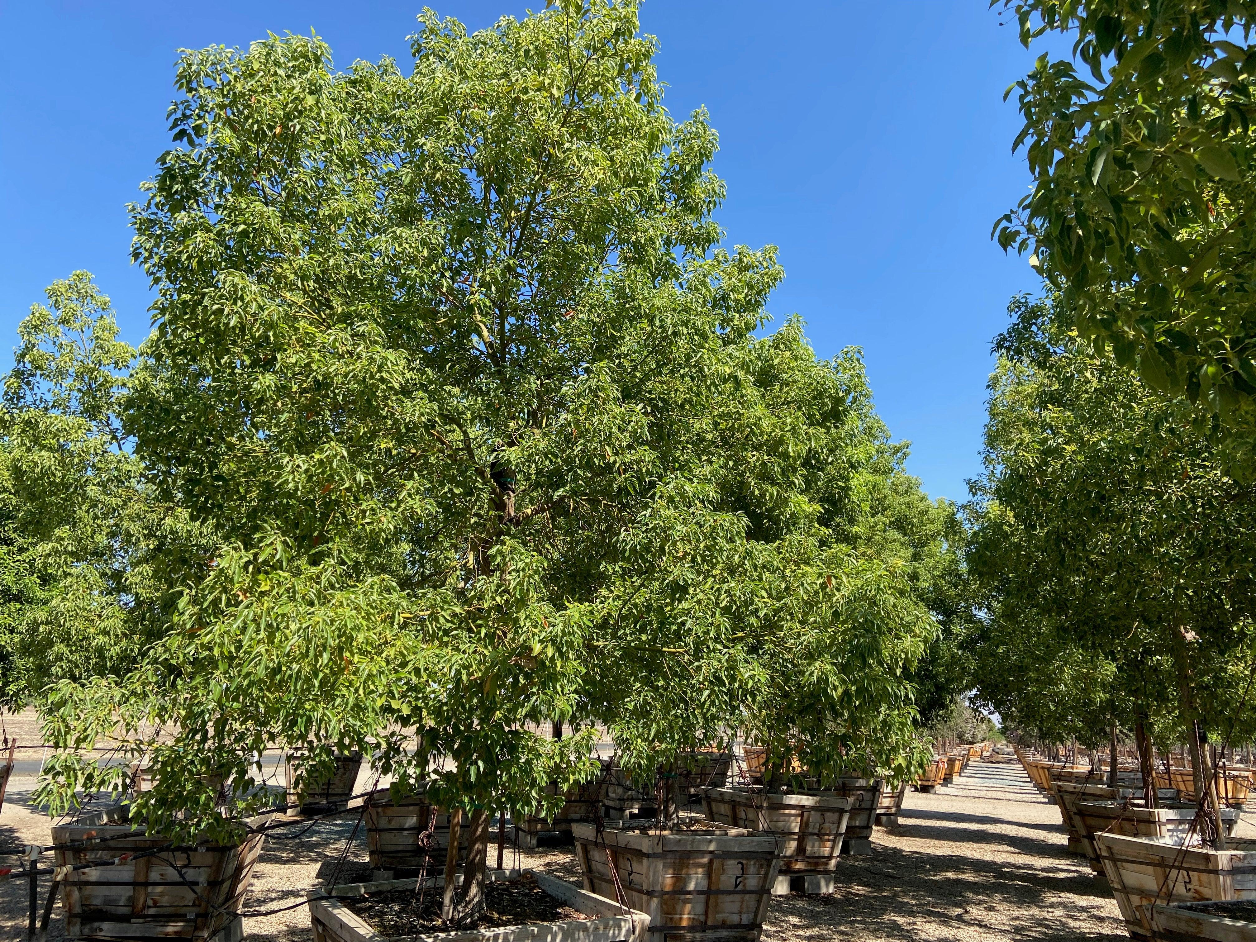 Camphor Tree - Cinnamomum camphora - Image 4
