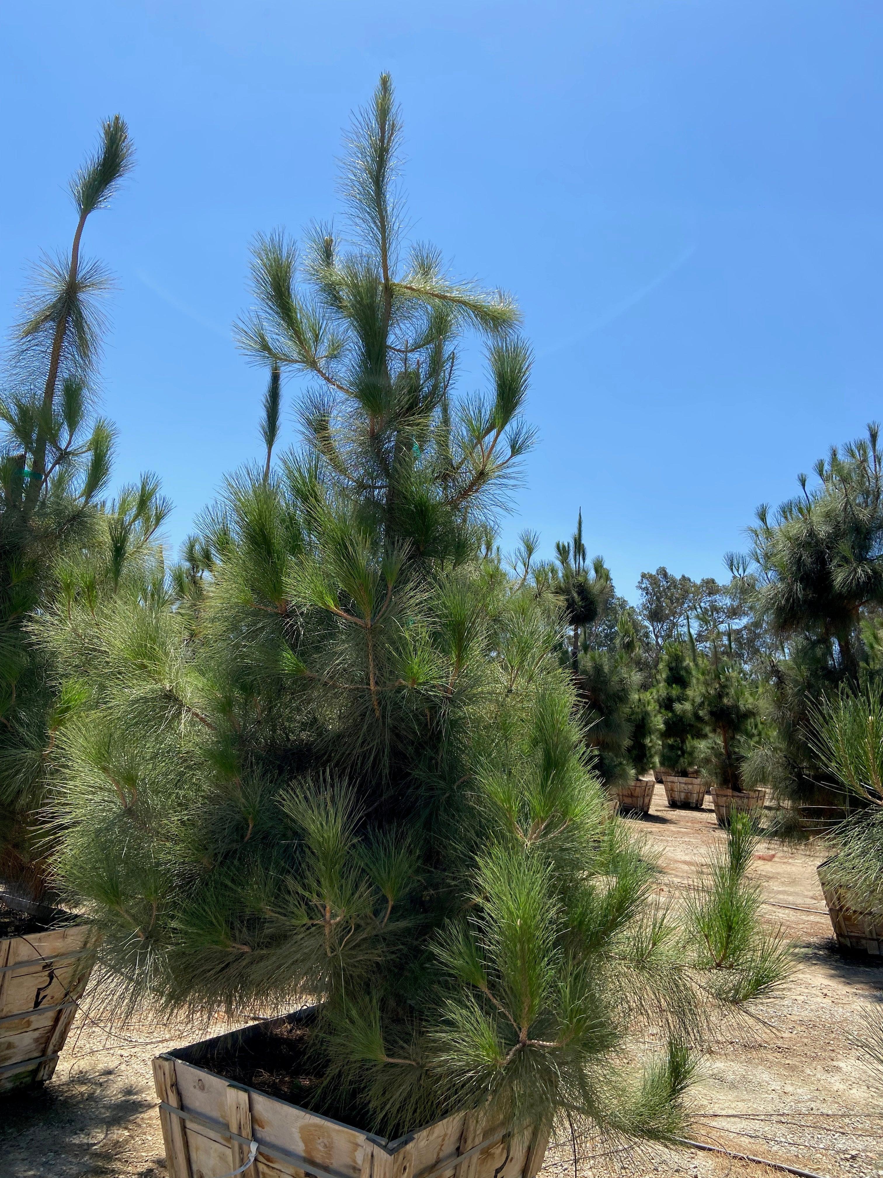 Canary Island Pine (Pinus Canariensis) - Image 3