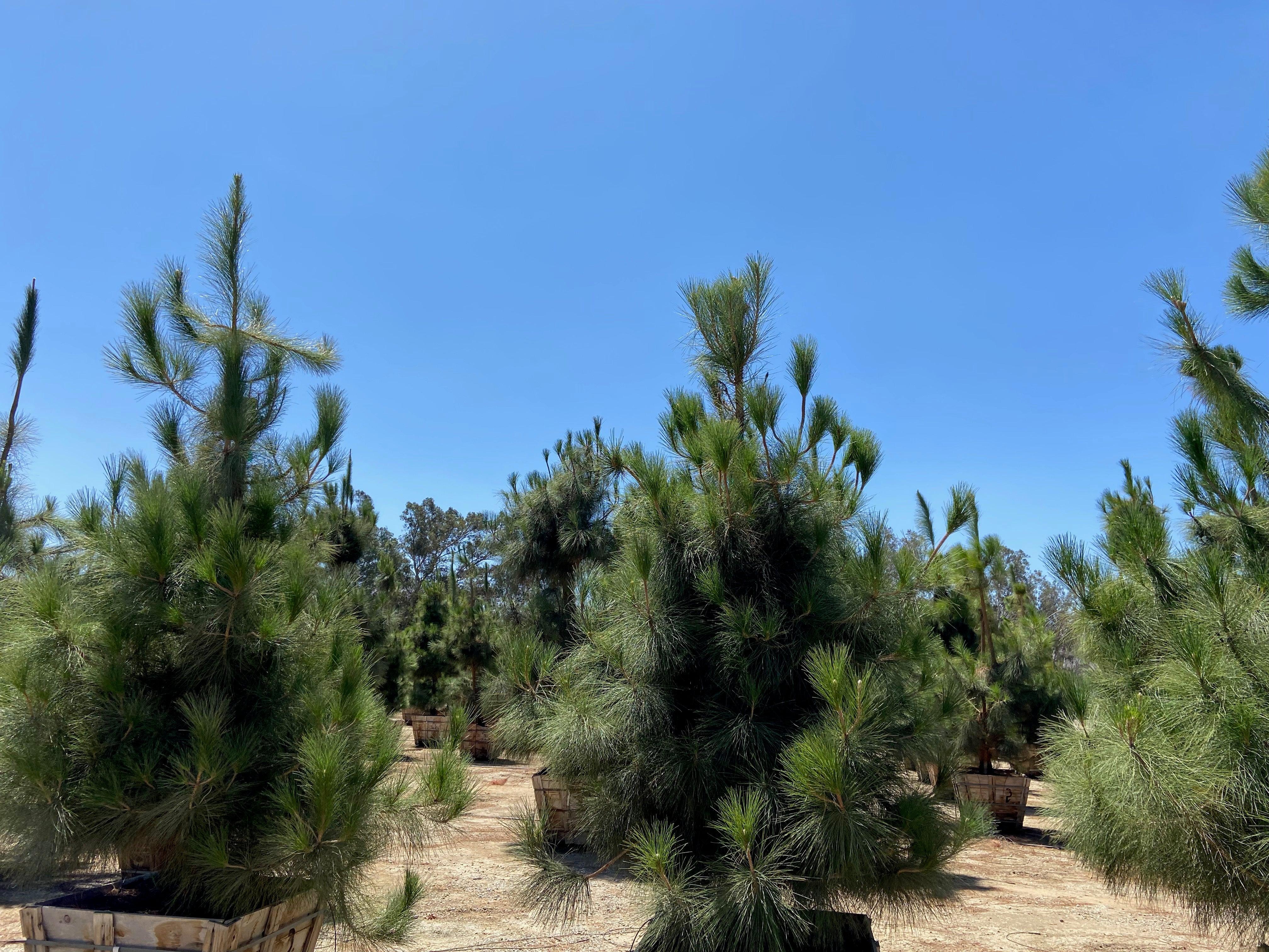 Canary Island Pine (Pinus Canariensis) - Image 4