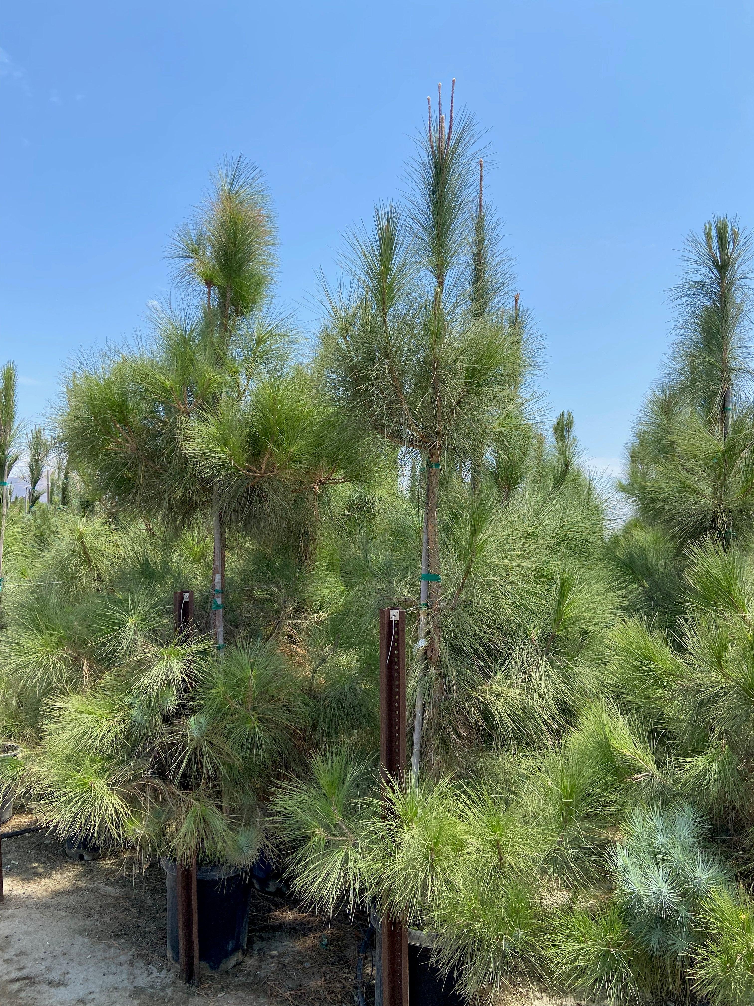 Canary Island Pine (Pinus Canariensis) - Image 6