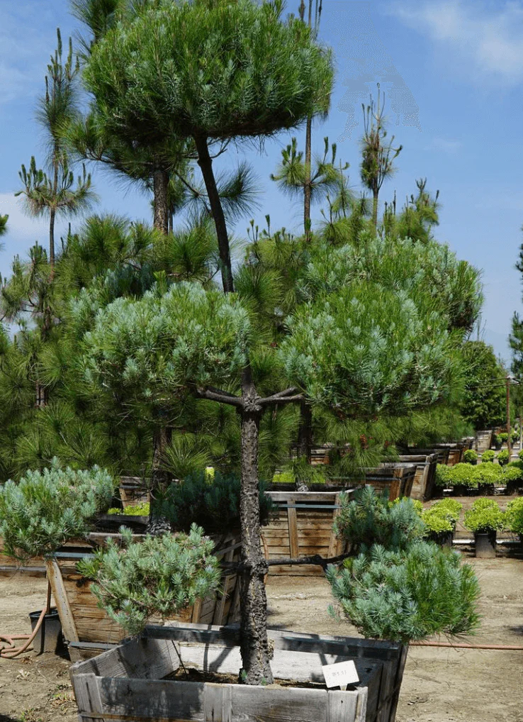 Canary Island Pine (Pinus Canariensis) - Image 8