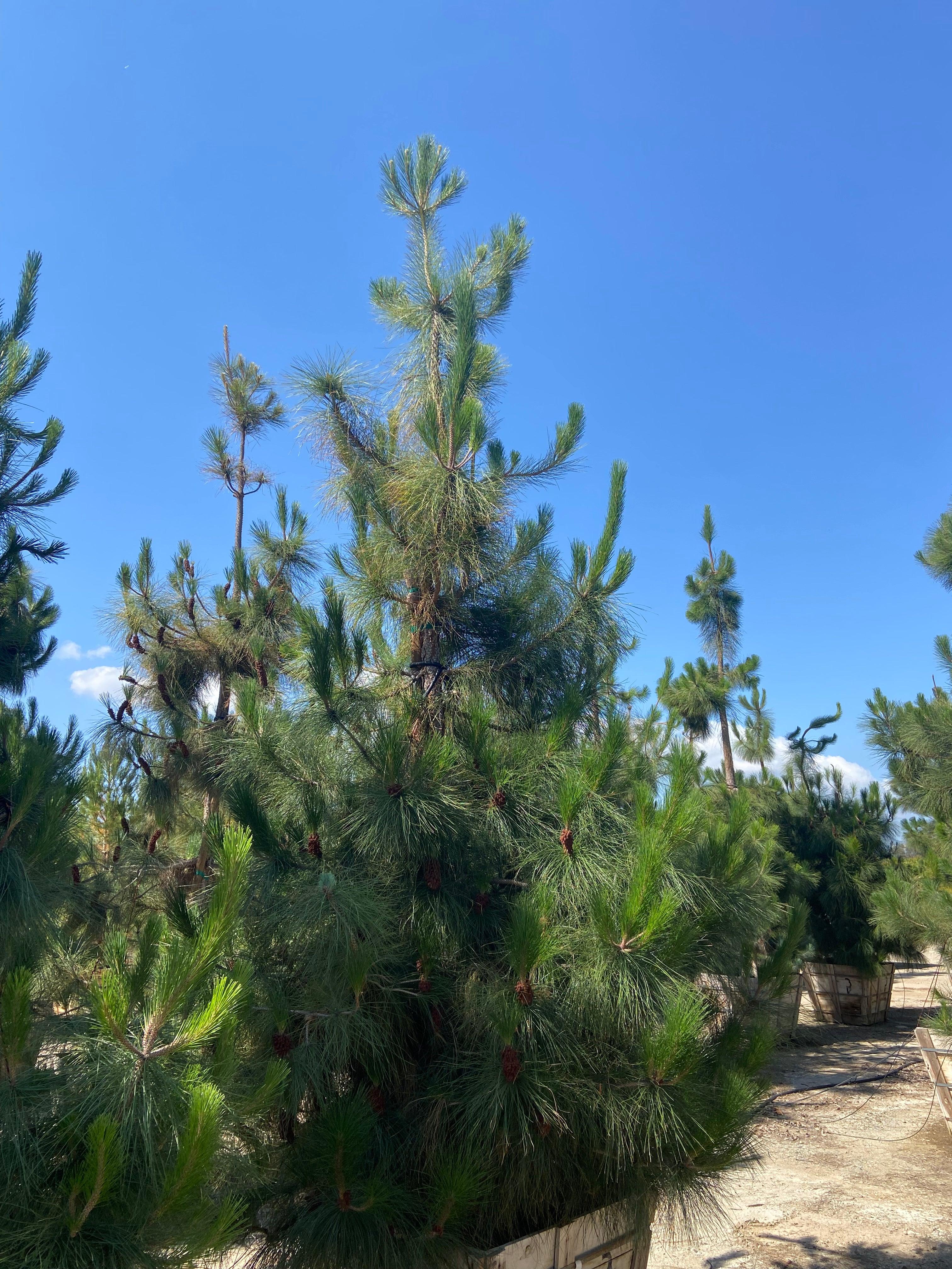 Canary Island Pine (Pinus Canariensis) - Image 9