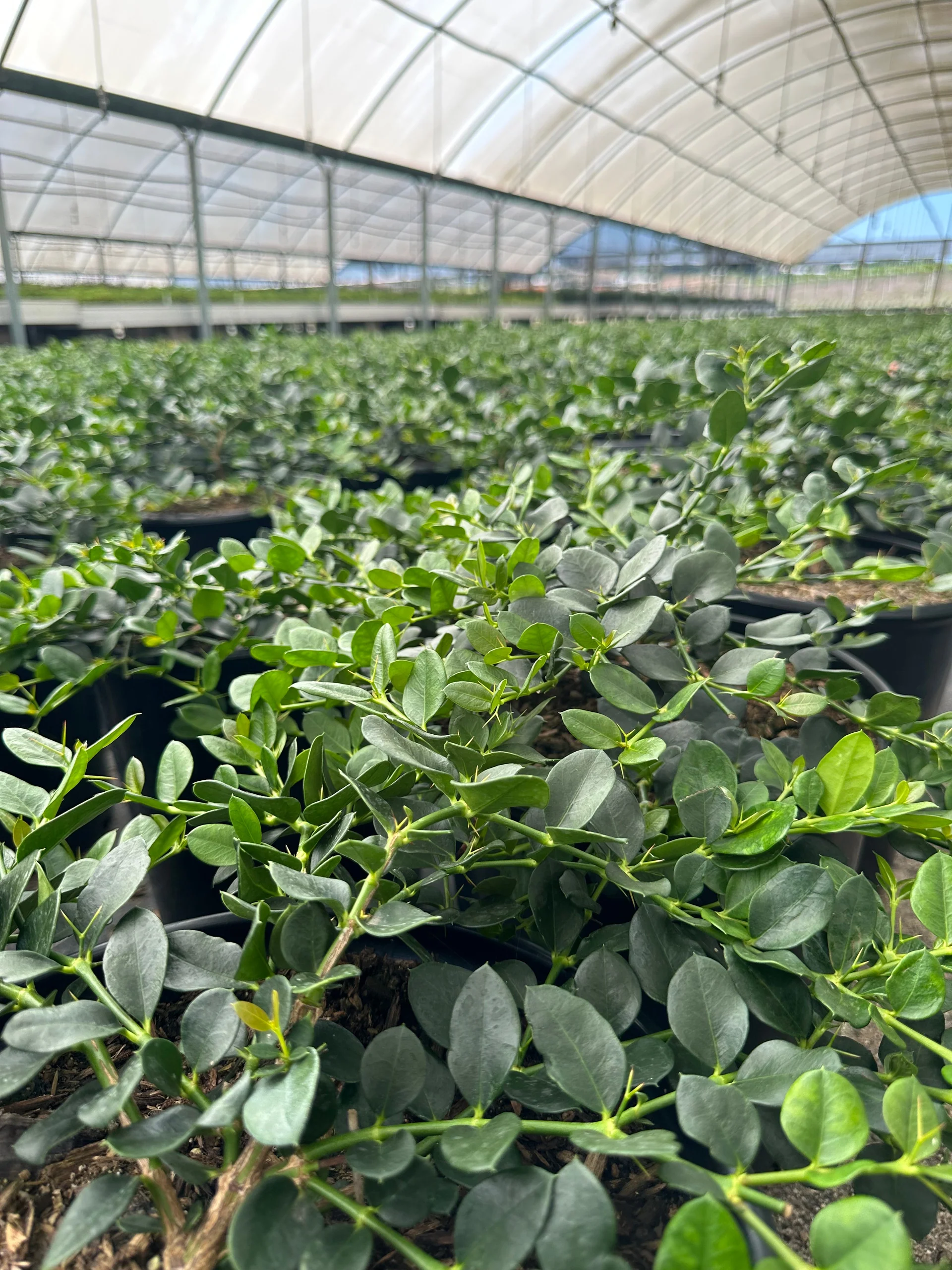 Green Carpet Natal Plum - Carissa macrocarpa 'Green Carpet'