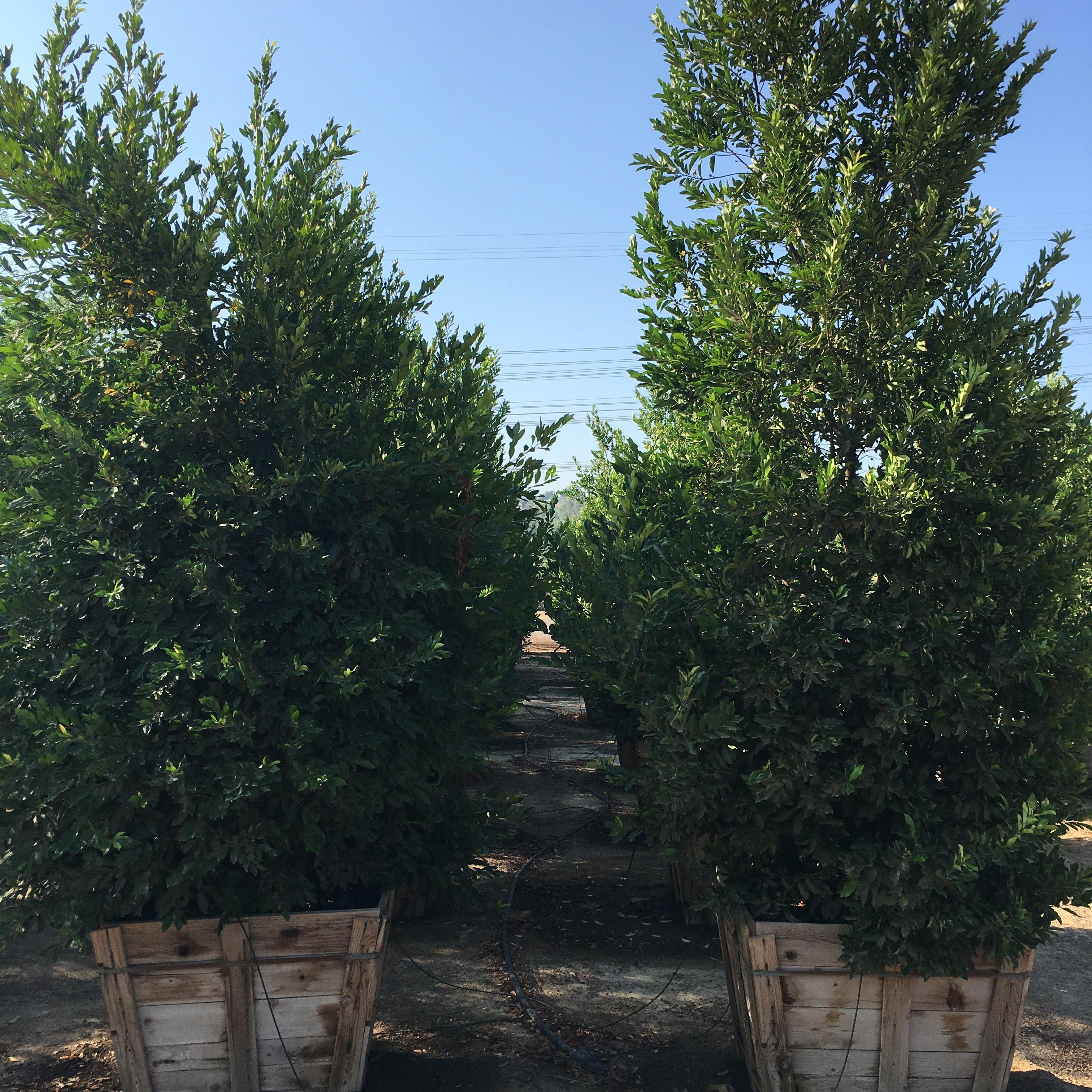 Carolina Cherry Laurel (Prunus Caroliniana Compacta) - Image 3