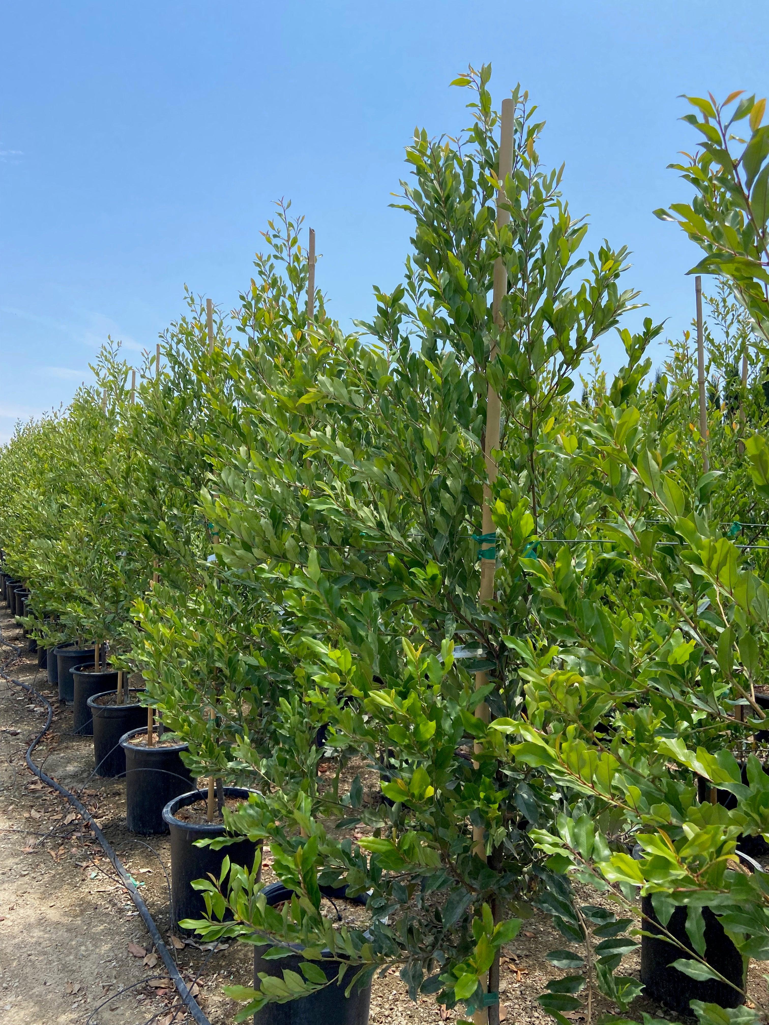 Carolina Cherry Laurel (Prunus Caroliniana Compacta) - Image 4