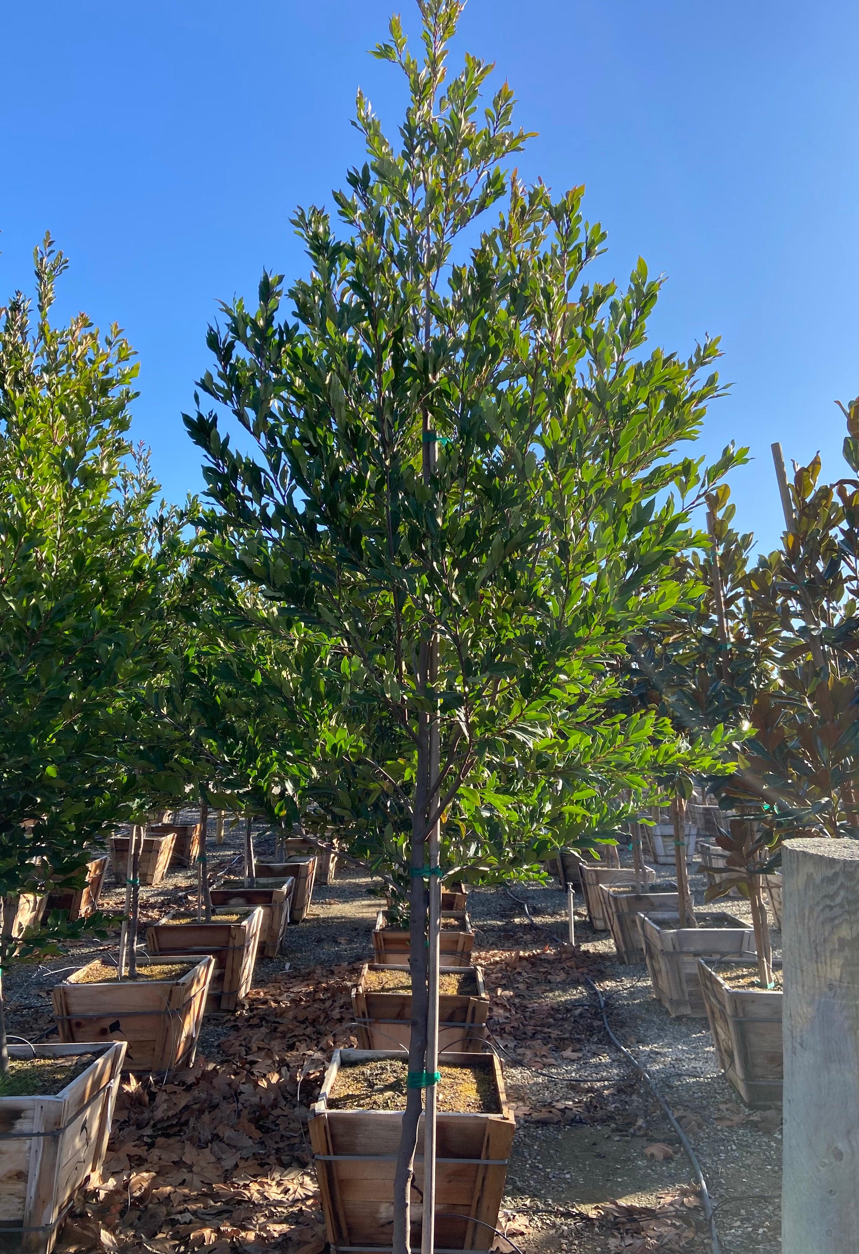Carolina Cherry Laurel (Prunus Caroliniana Compacta) - Image 5