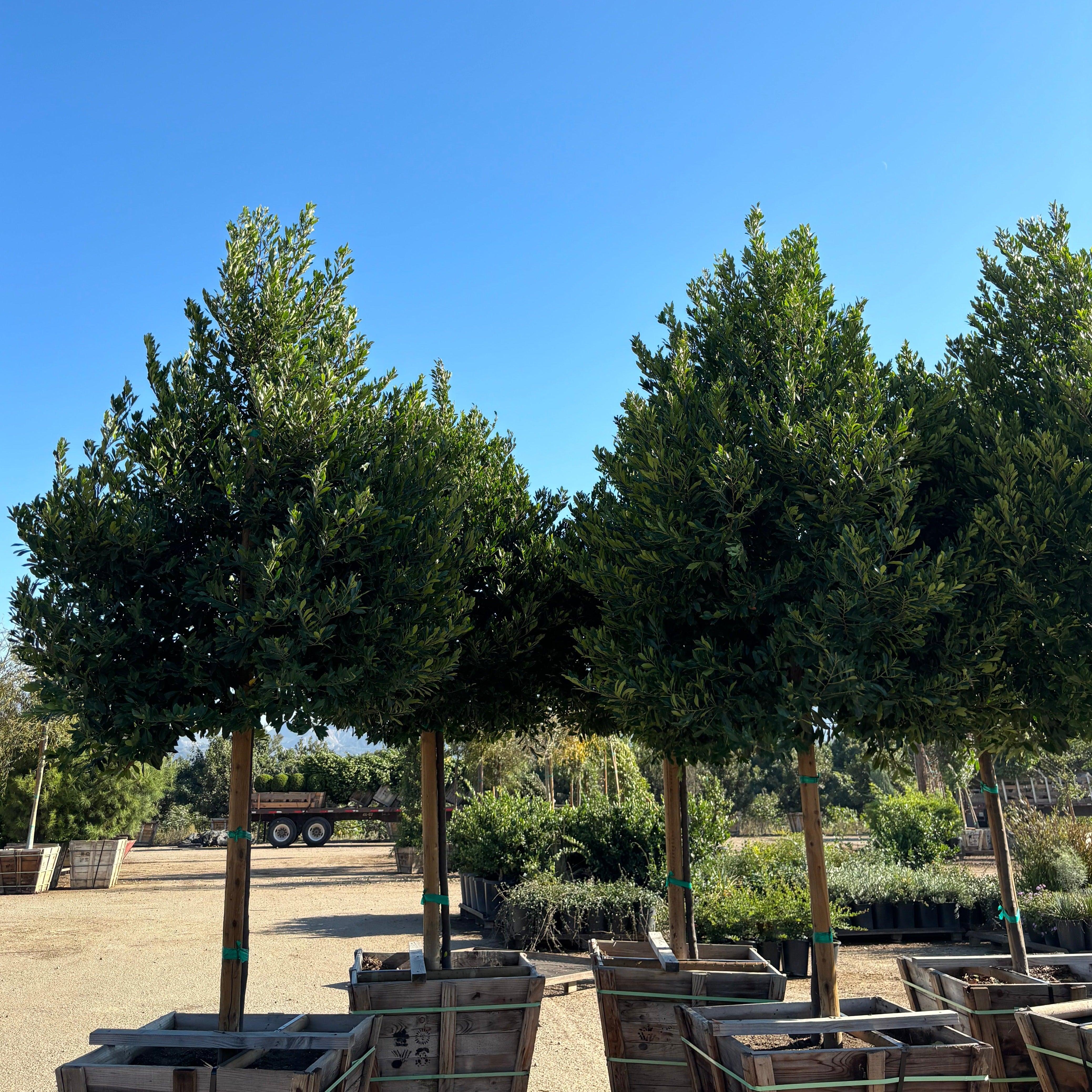 Carolina Cherry Laurel (Prunus Caroliniana Compacta) - Image 6