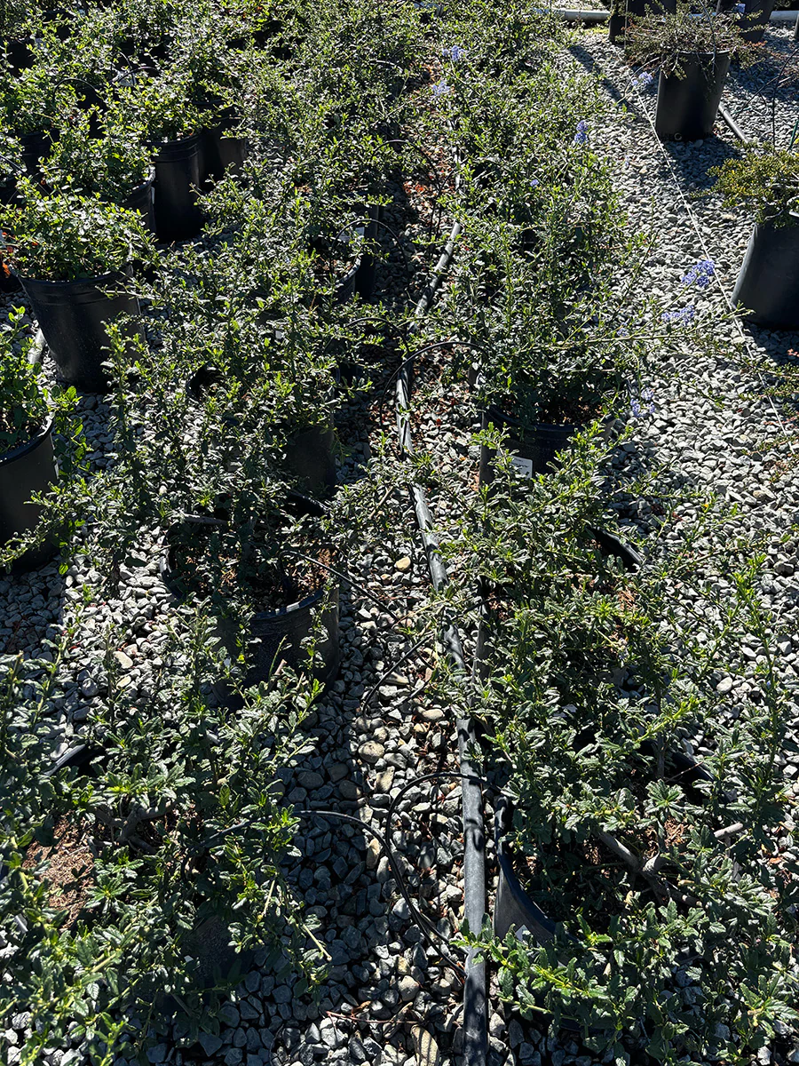 Joyce Coulter Mountain Lilac - Ceanothus 'Joyce Coulter' (Lavender)