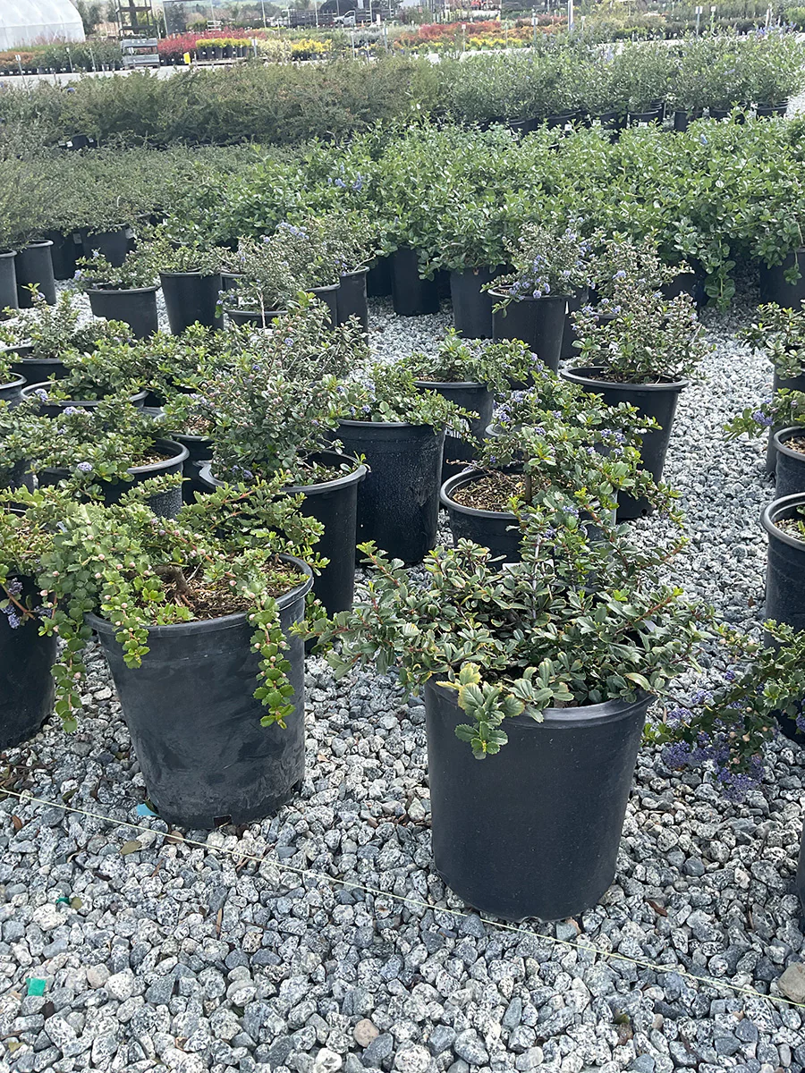 Valley Violet California Lilac - Ceanothus maritimus 'Valley Violet'