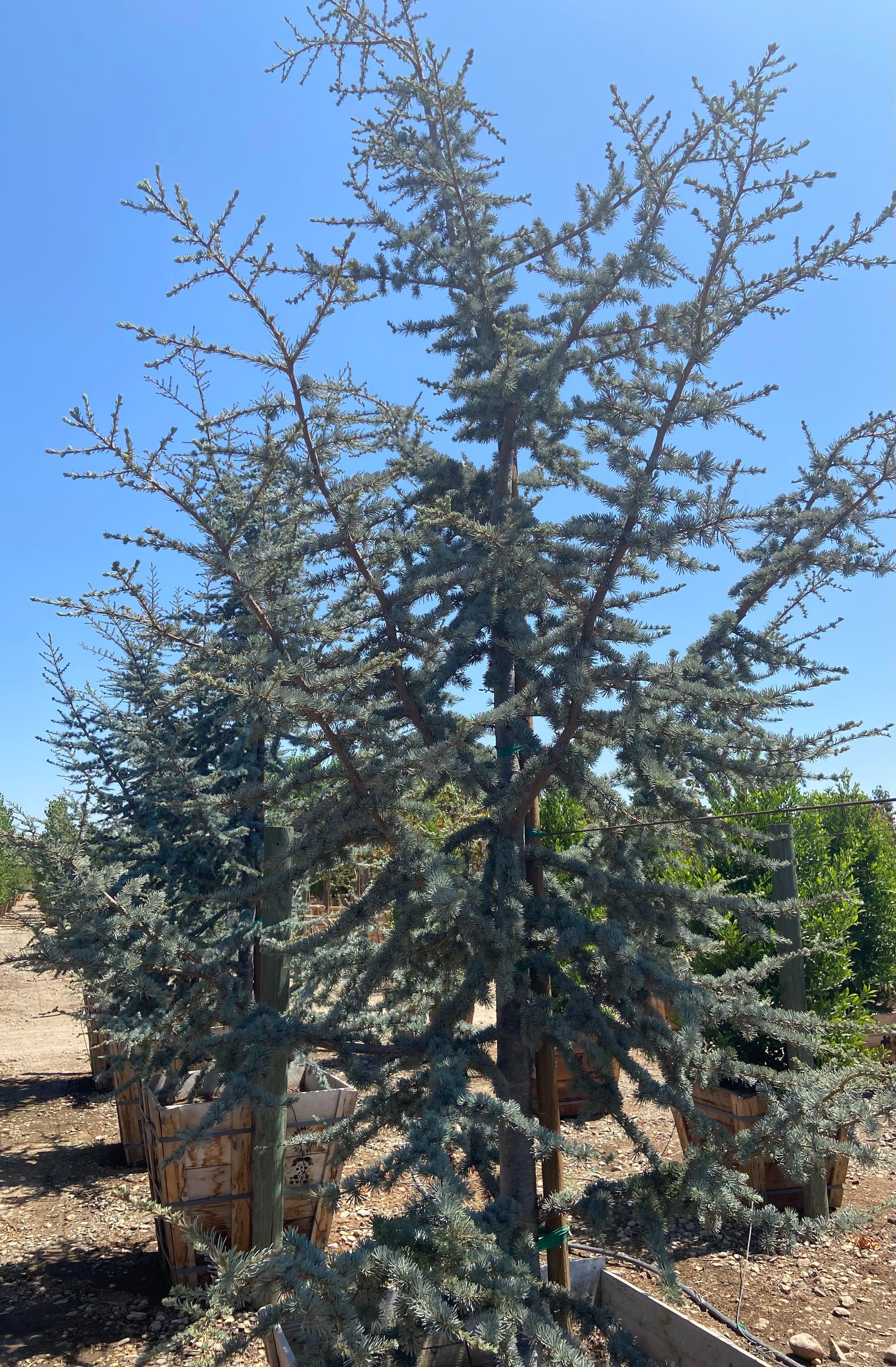 Blue Atlas Cedar - Cedrus Atlantica Glauca - Image 2