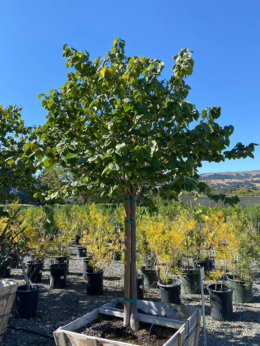 Landscape Trees for Sale