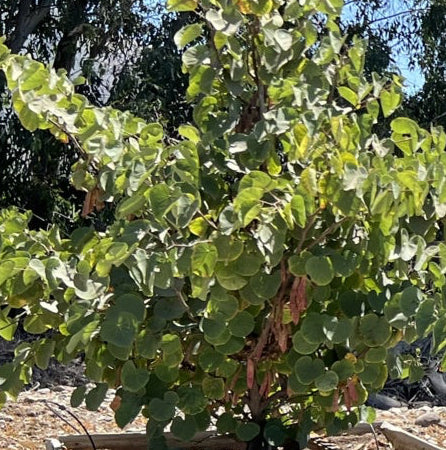 Flowering Trees For Sale