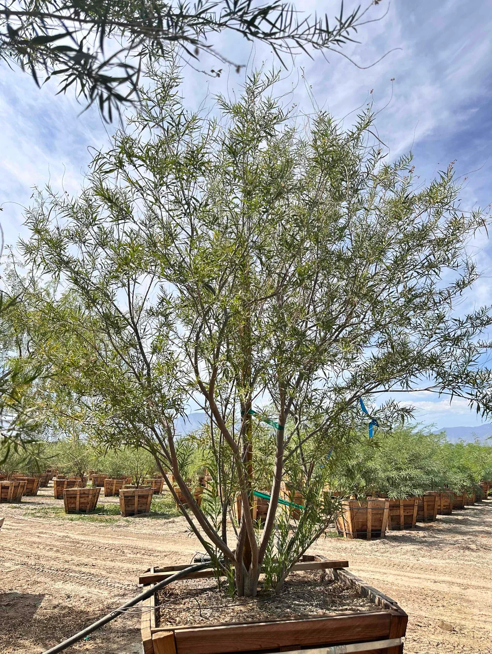 Lucretia Hamilton Desert Willow - Chilopsis linearis 'Lucretia Hamilton'