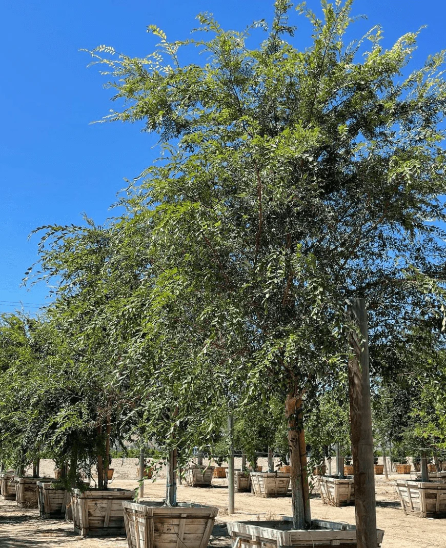 Chinese Elm Tree (Ulmus Parvifolia) - Image 3